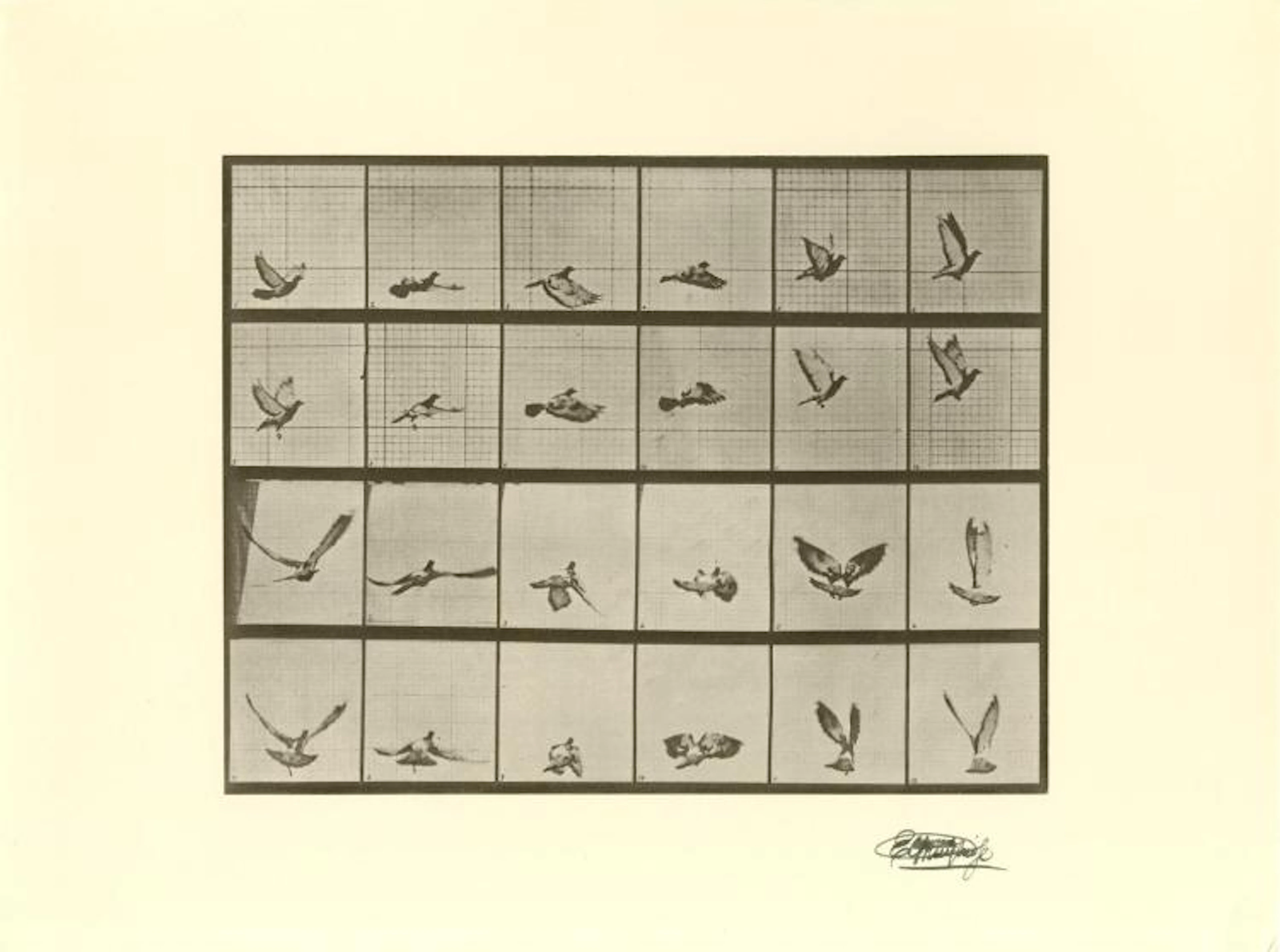 EADWEARD MUYBRIDGE [d'apres] - Bird in Flight