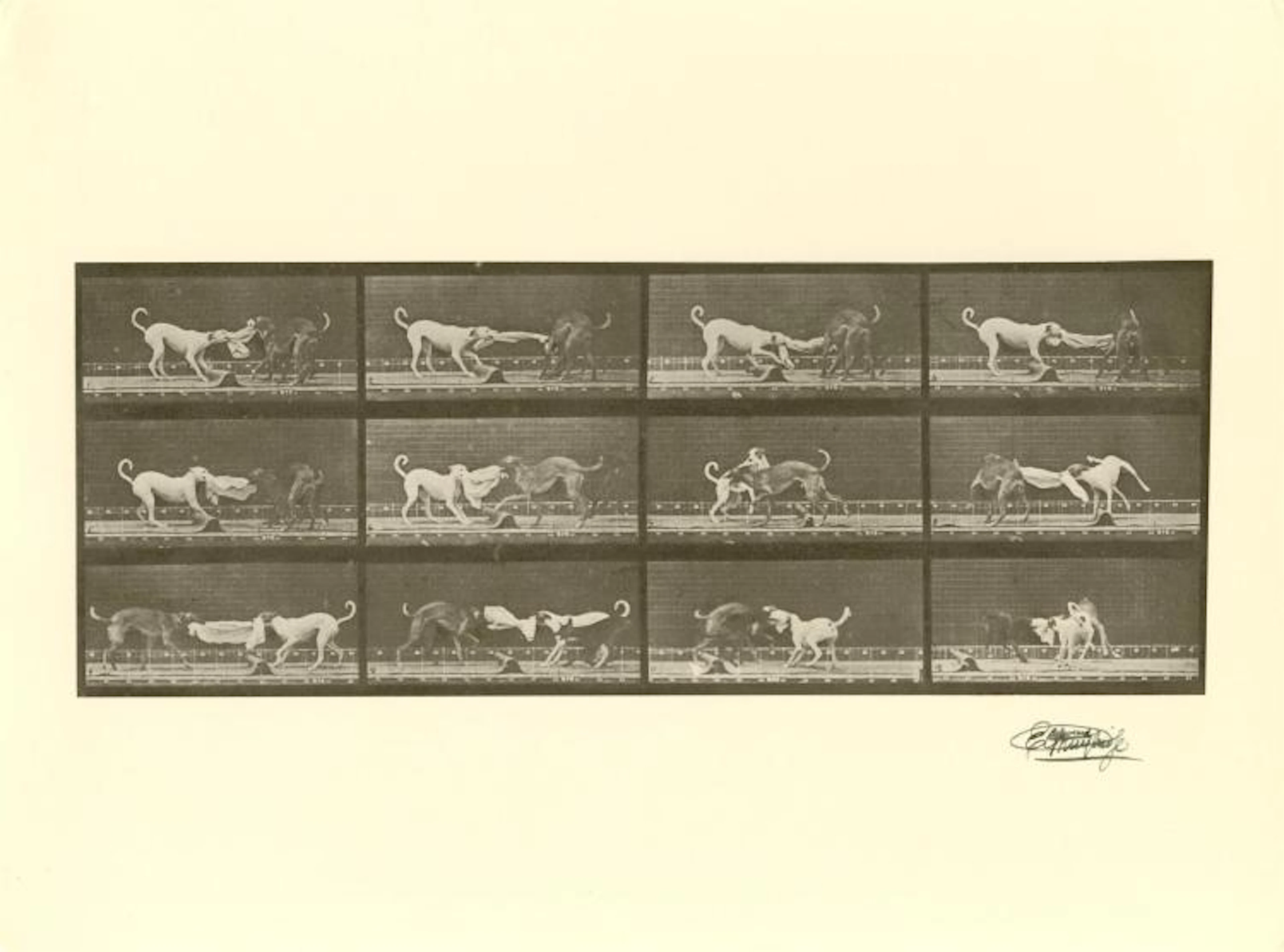 EADWEARD MUYBRIDGE [d'apres] - Dogs Fighting