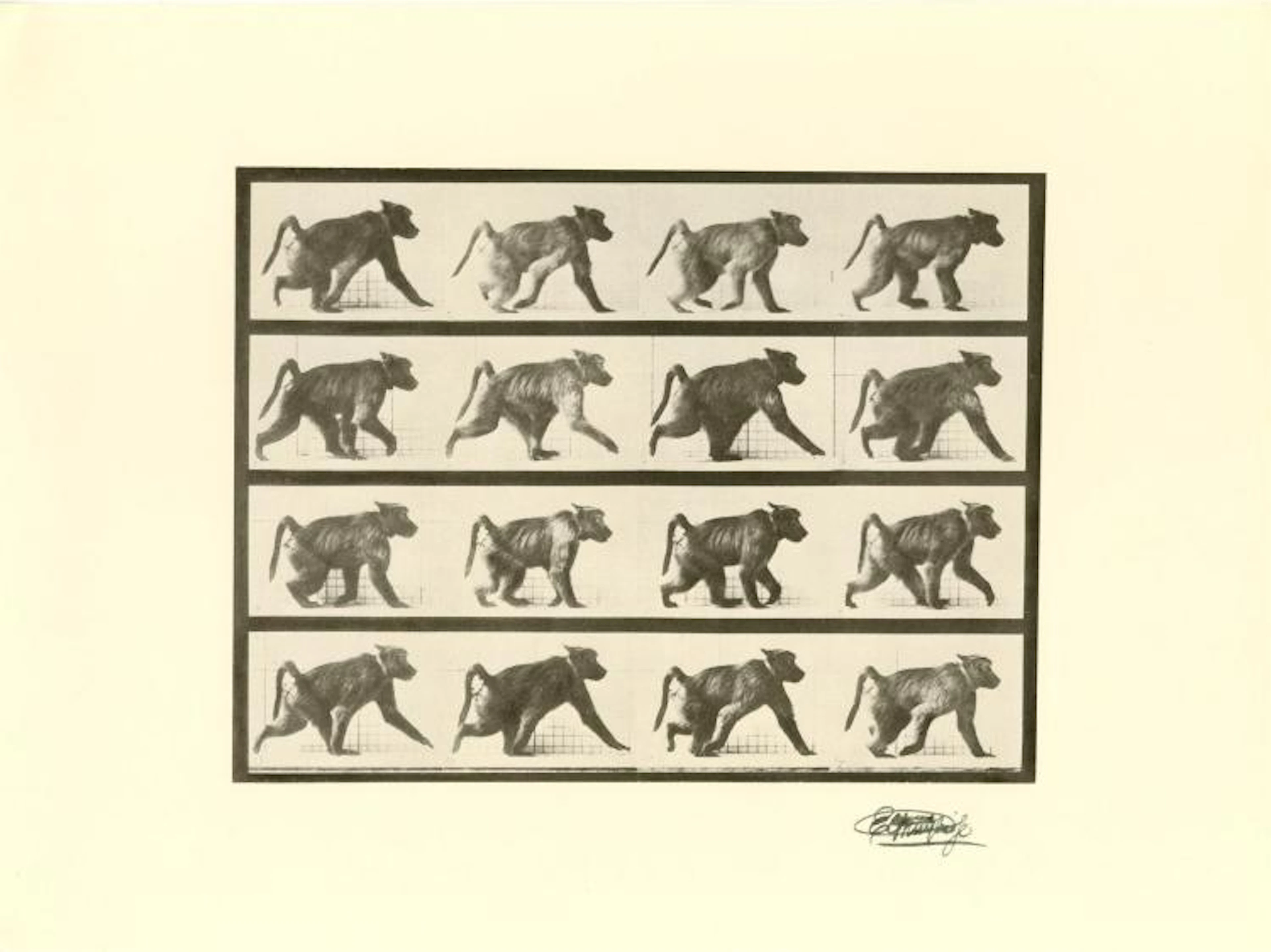 EADWEARD MUYBRIDGE [d'apres] - Baboon Walking