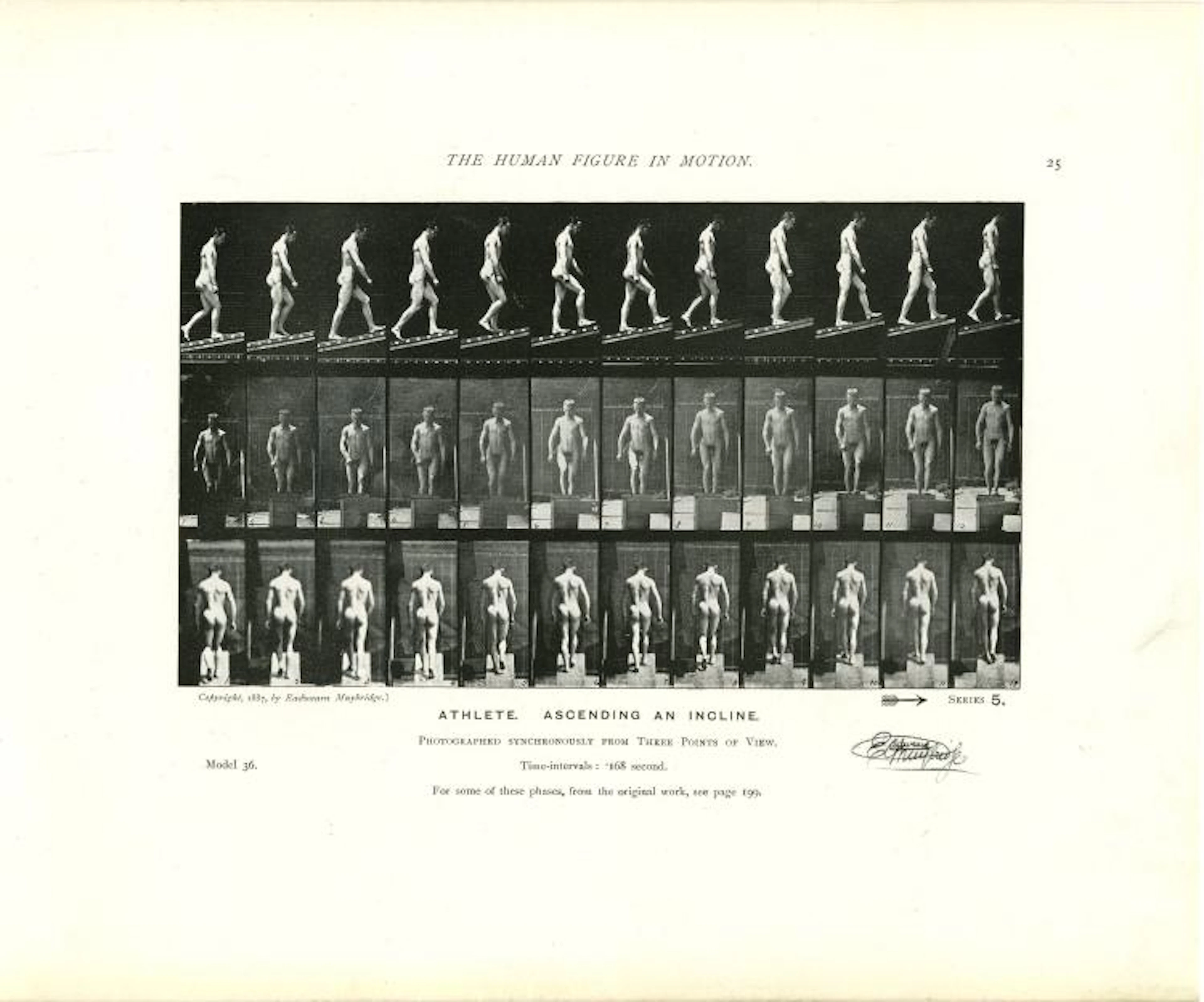 EADWEARD MUYBRIDGE - Athlete: Ascending an Incline