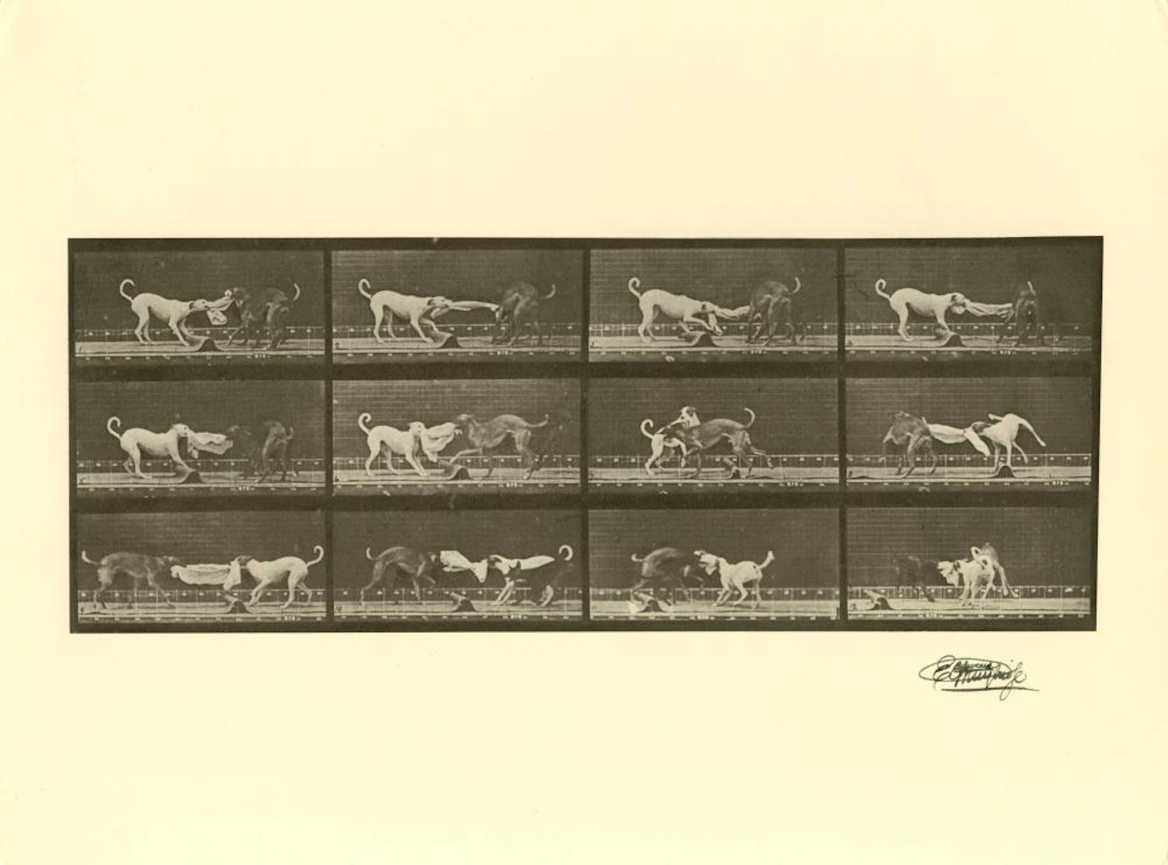 EADWEARD MUYBRIDGE [d'apres] - Dogs Fighting