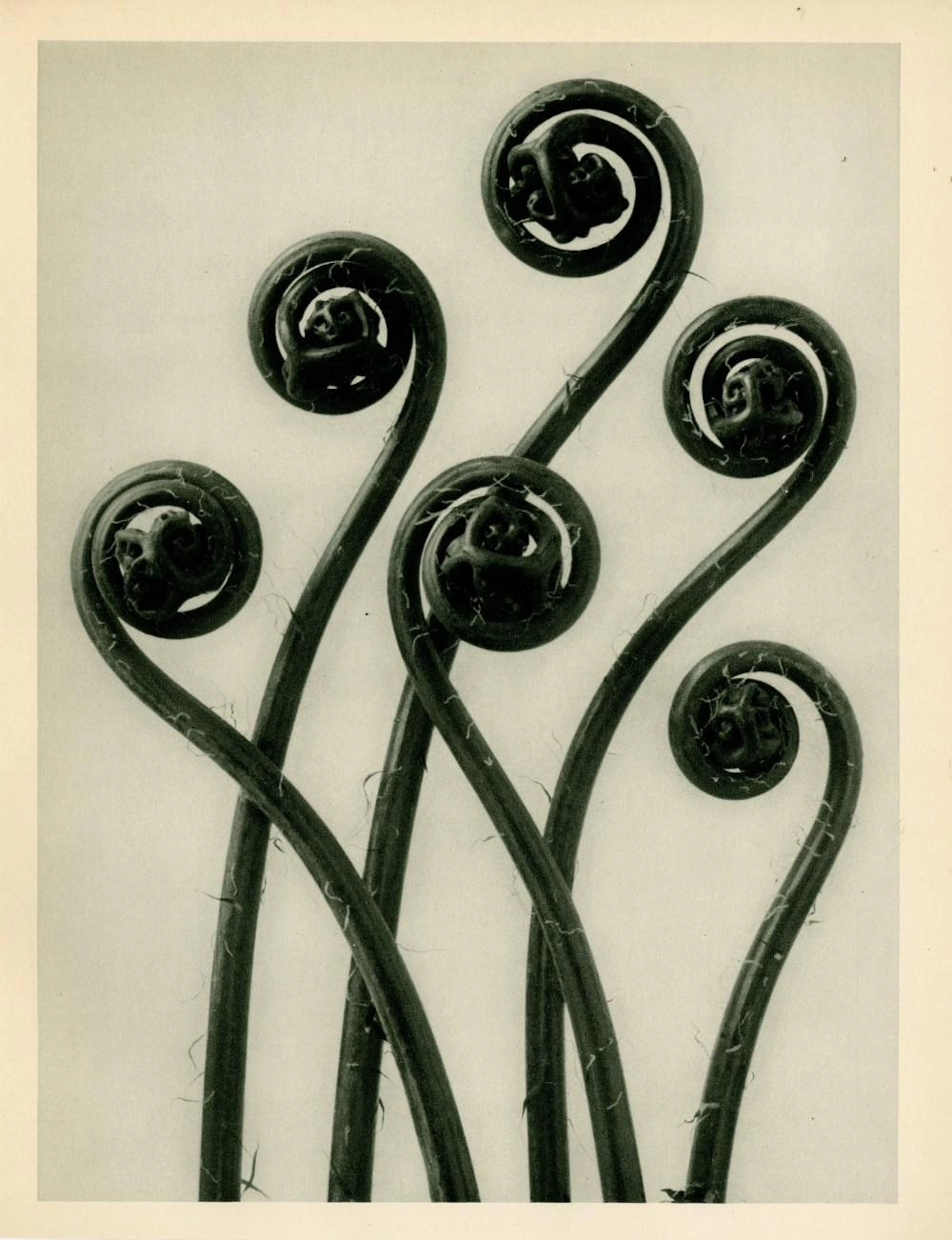 KARL BLOSSFELDT - Adiantum Pedatum (American Maidenhair...