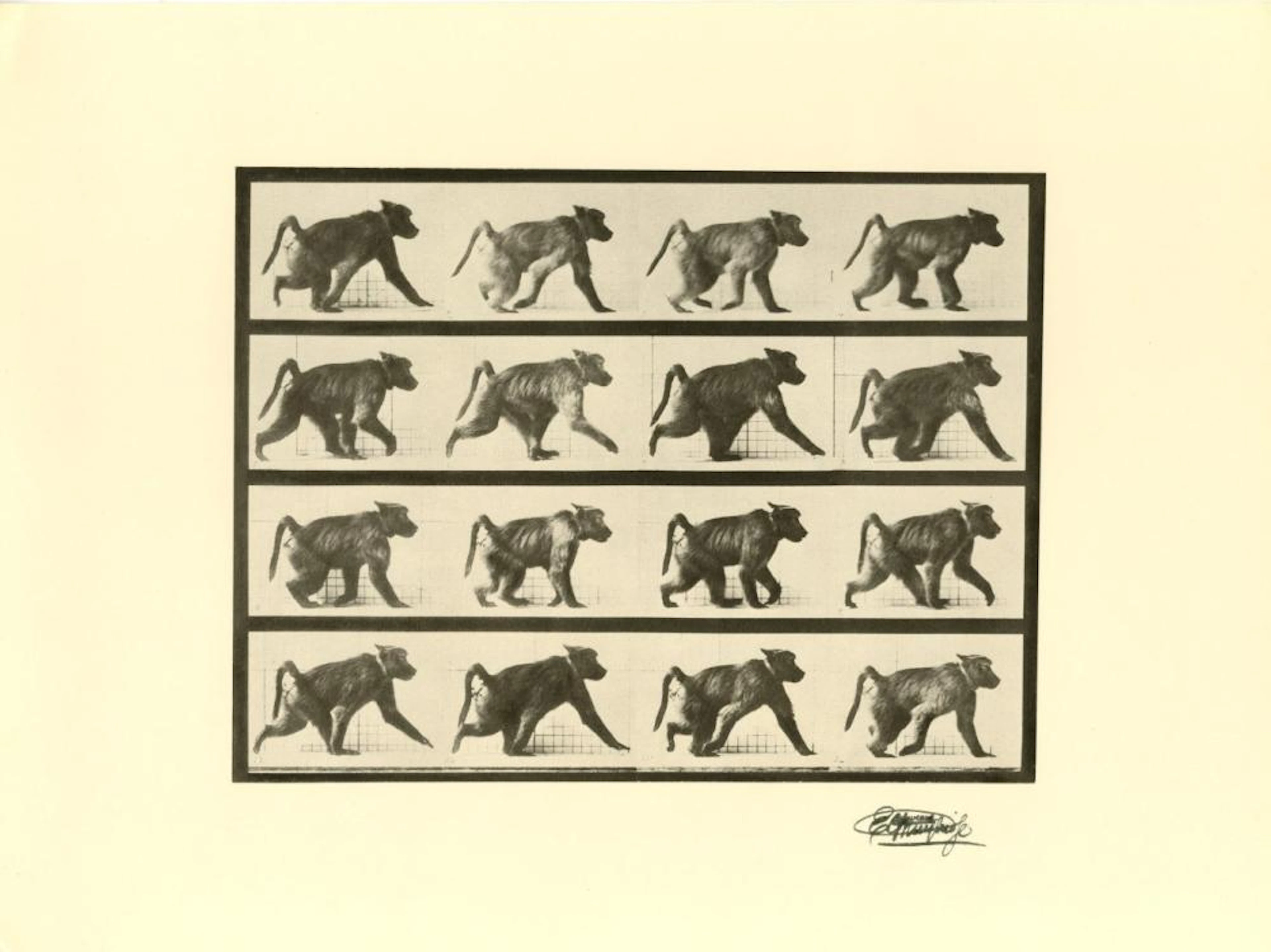 EADWEARD MUYBRIDGE [d'apres] - Baboon Walking - Original photogravure