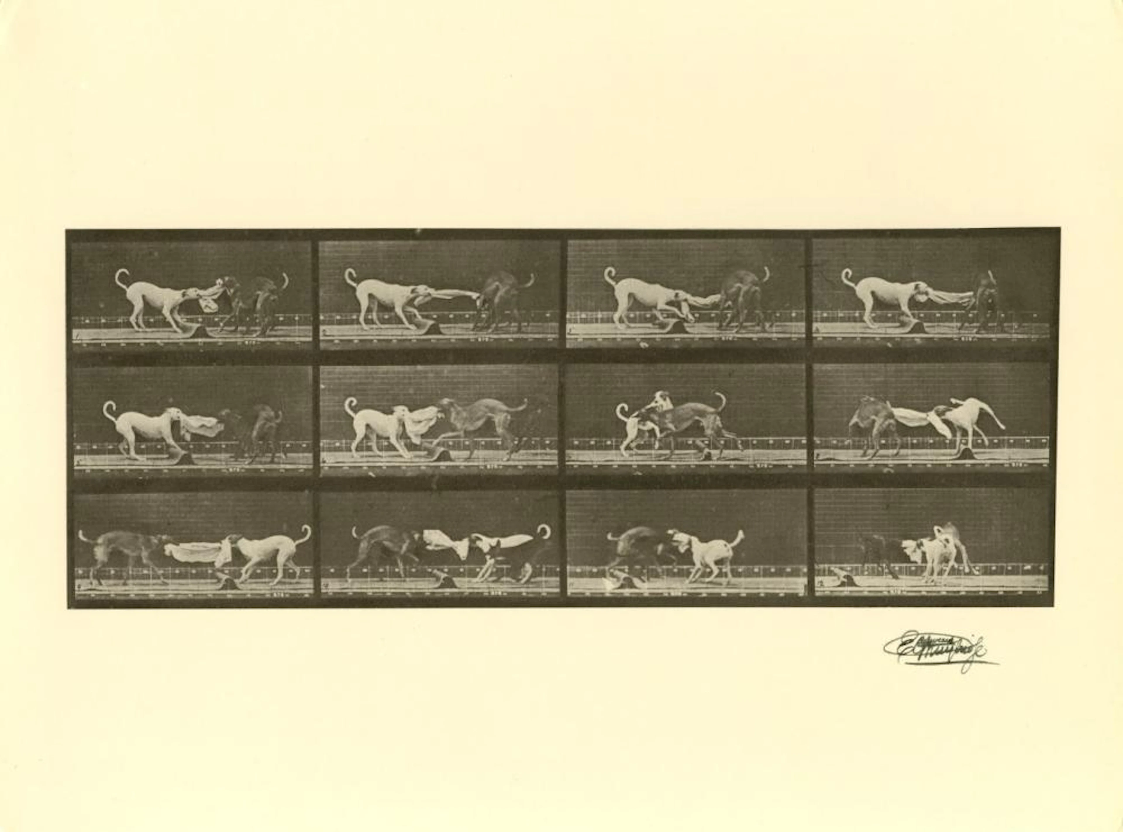 EADWEARD MUYBRIDGE [d'apres] - Dogs Fighting - Original photogravure