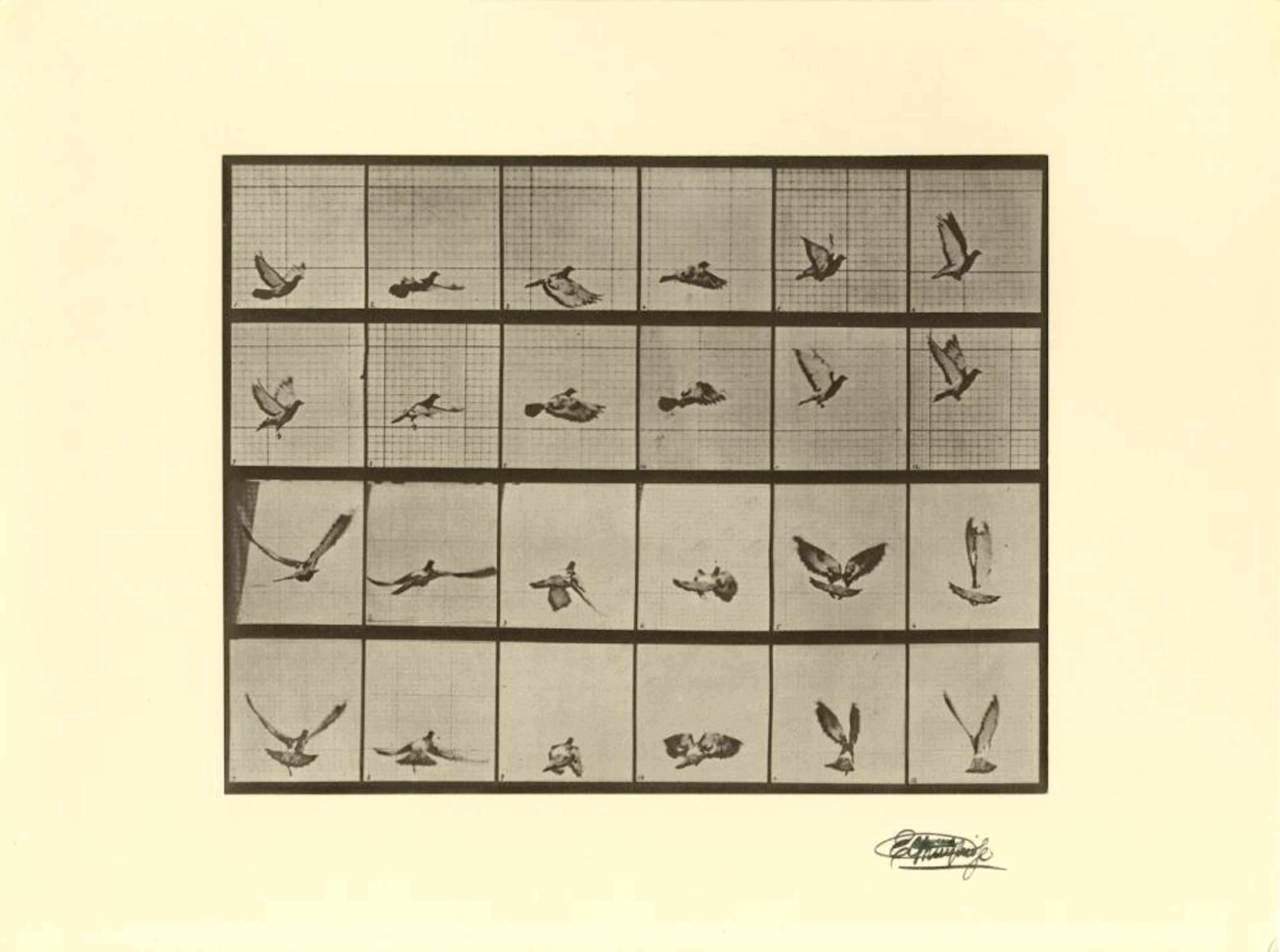 EADWEARD MUYBRIDGE [d'apres] - Bird in Flight - Original photogravure