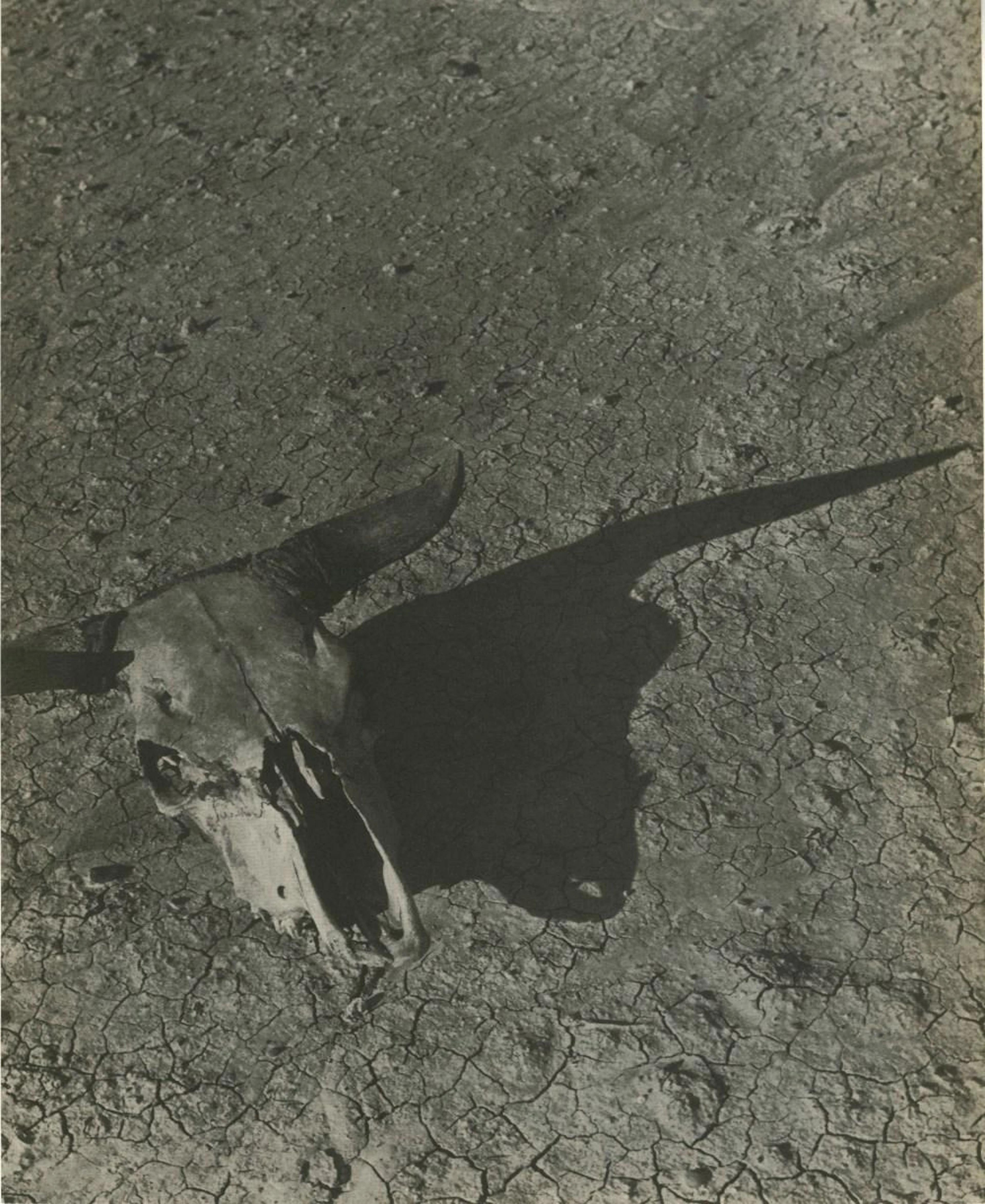 ARTHUR ROTHSTEIN - Skull of Steer