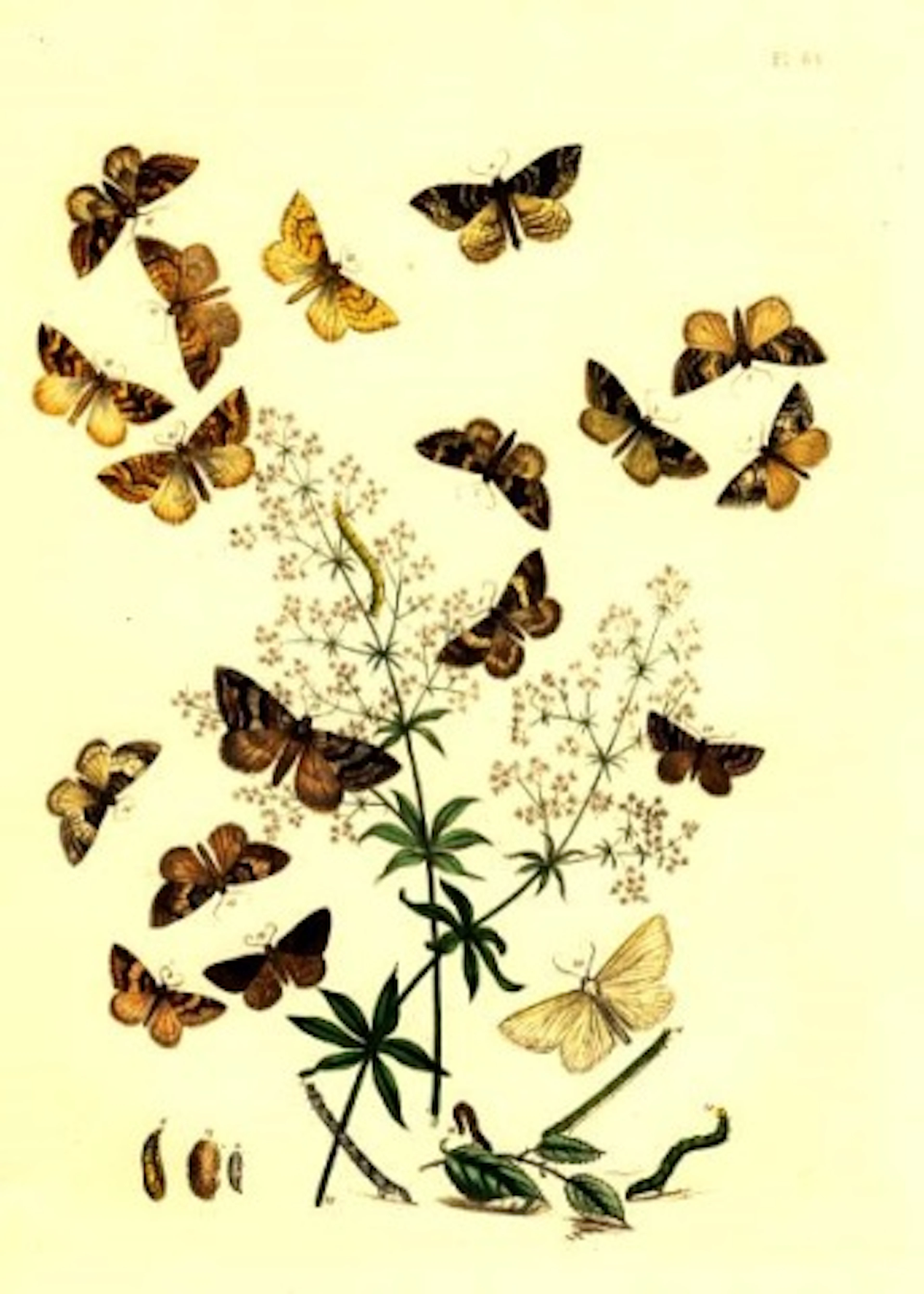 Flowers and Moths Plate 64 1851