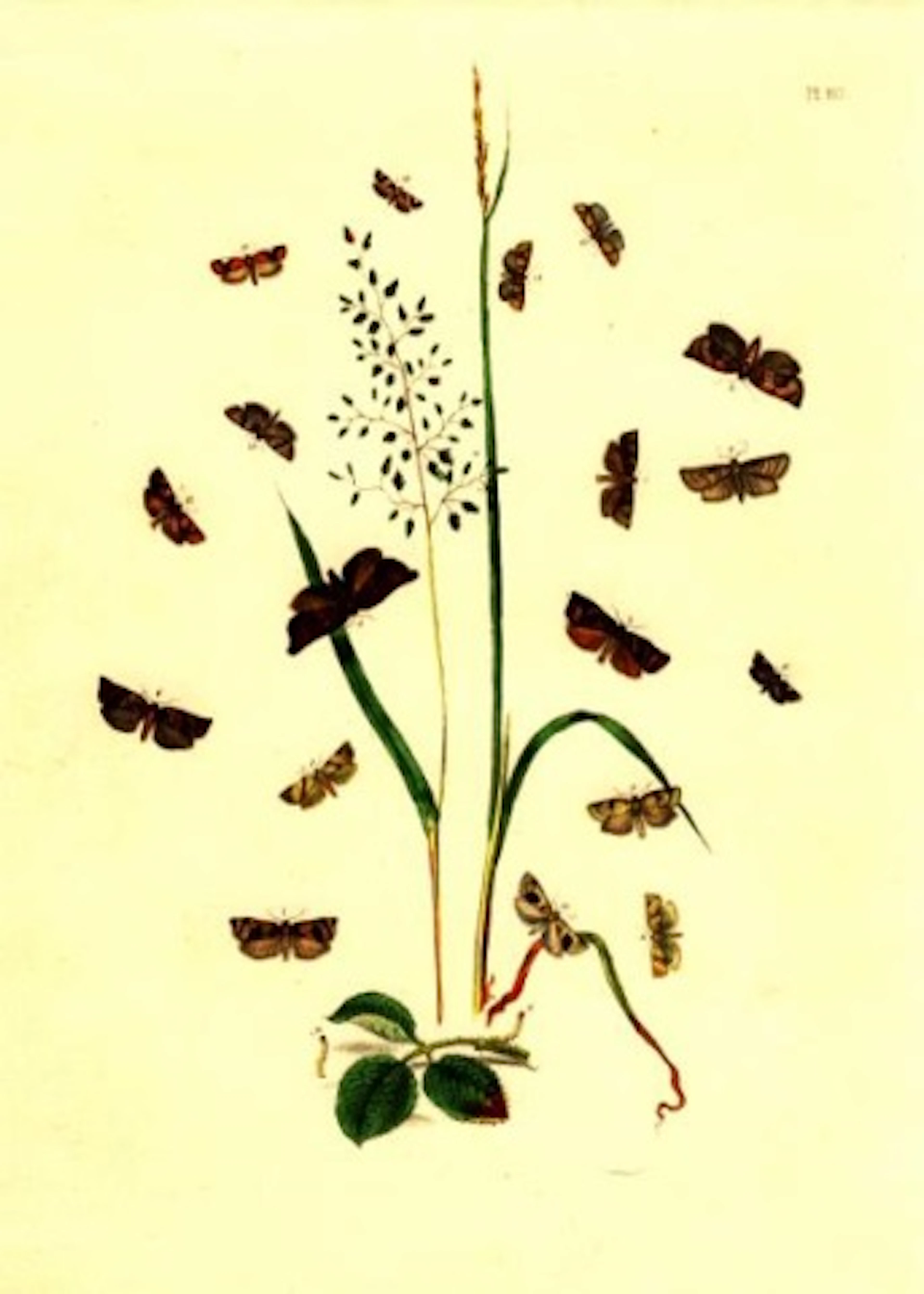 Flowers and Moths Plate 80 1851