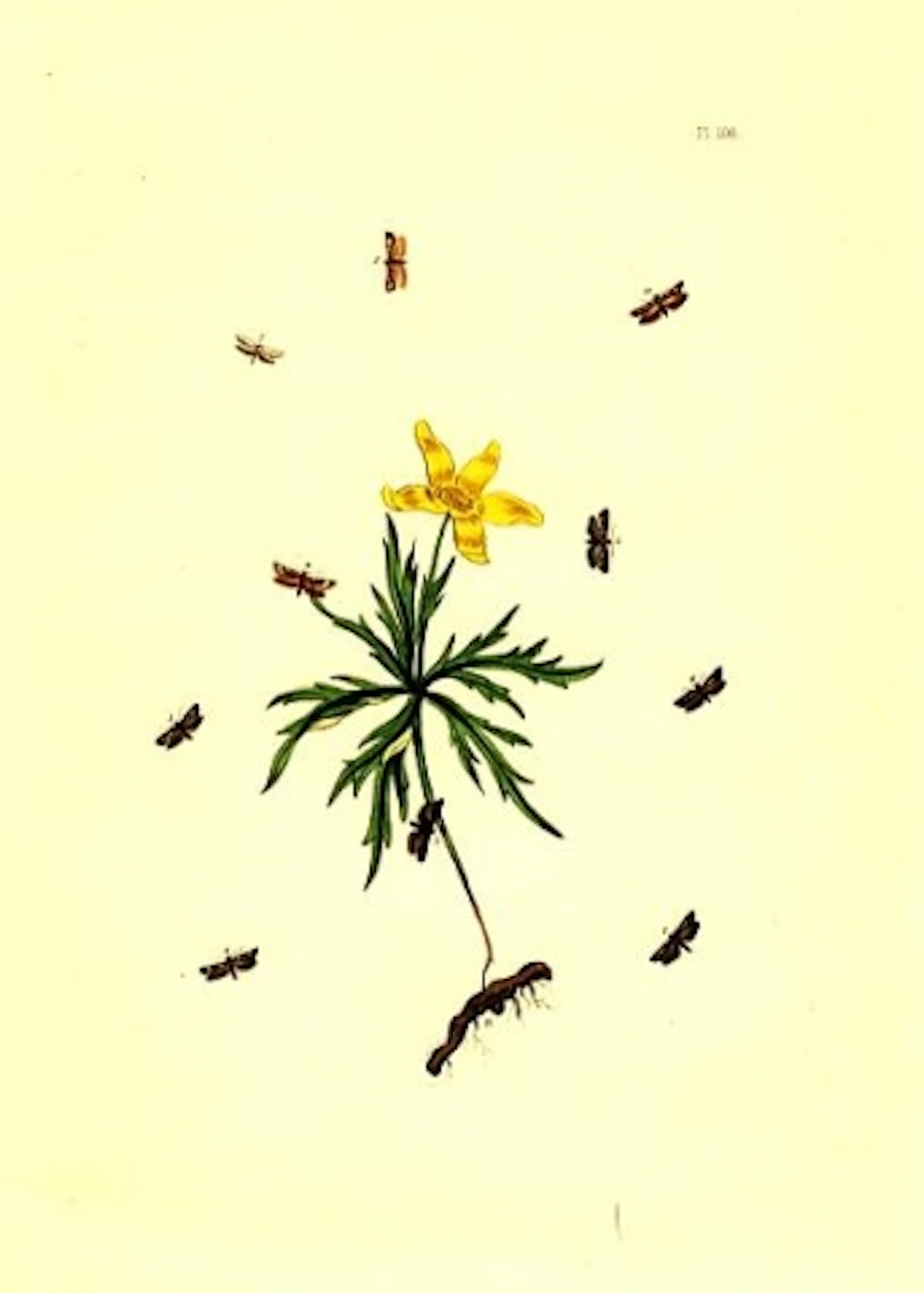 Flowers and Moths Plate 106 1851