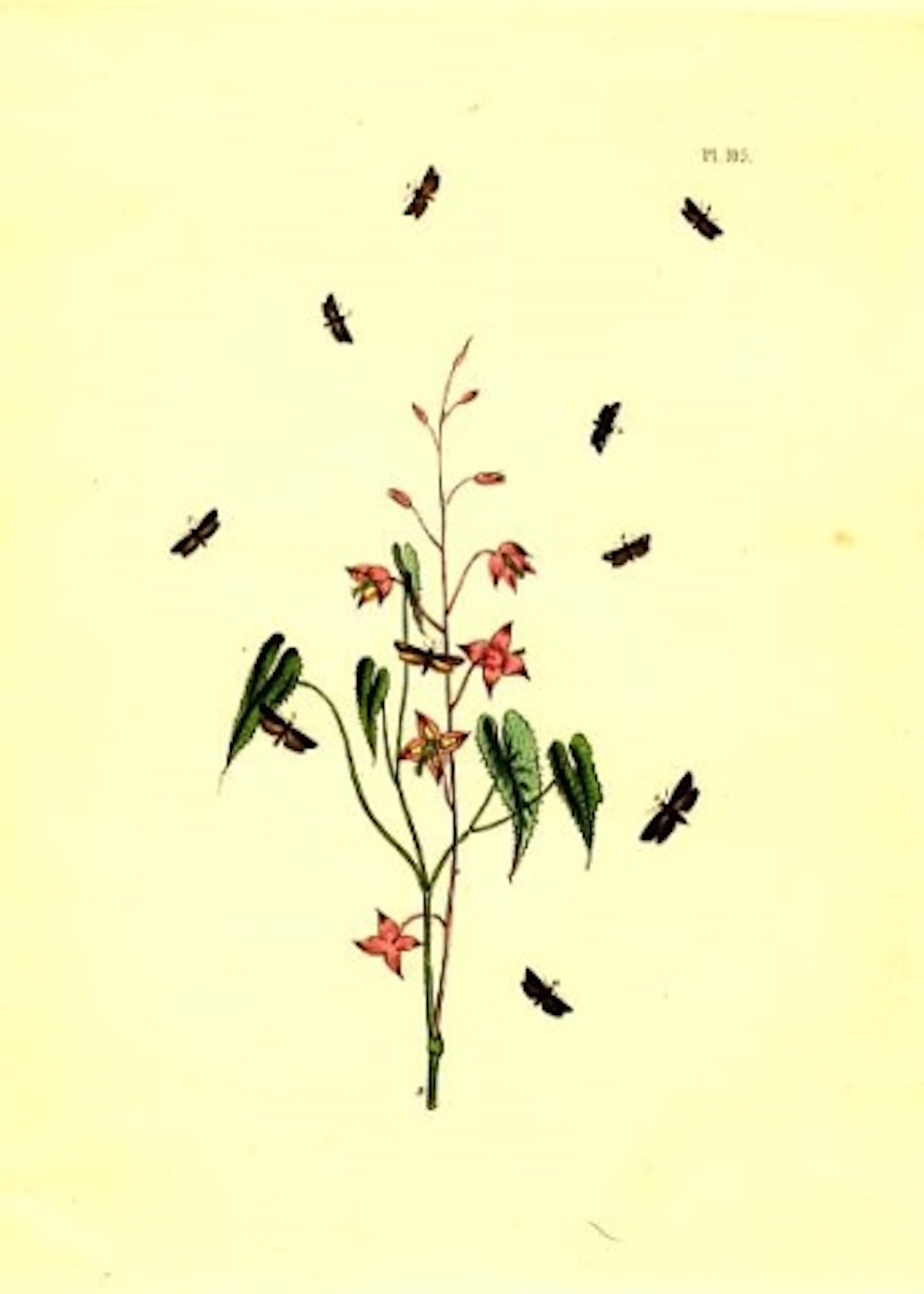 Flowers and Moths Plate 105 1851