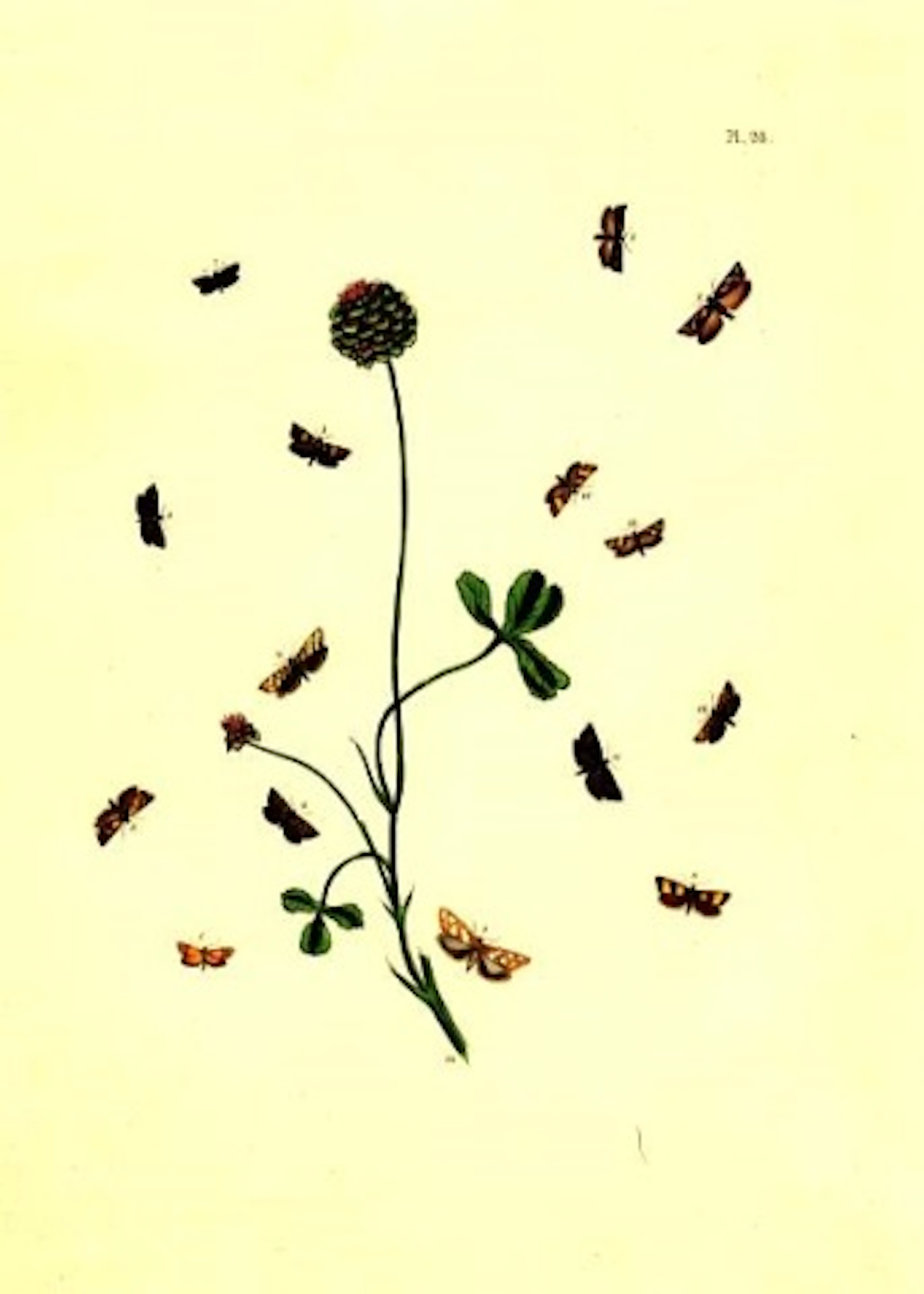Flowers and Moths Plate 98 1851