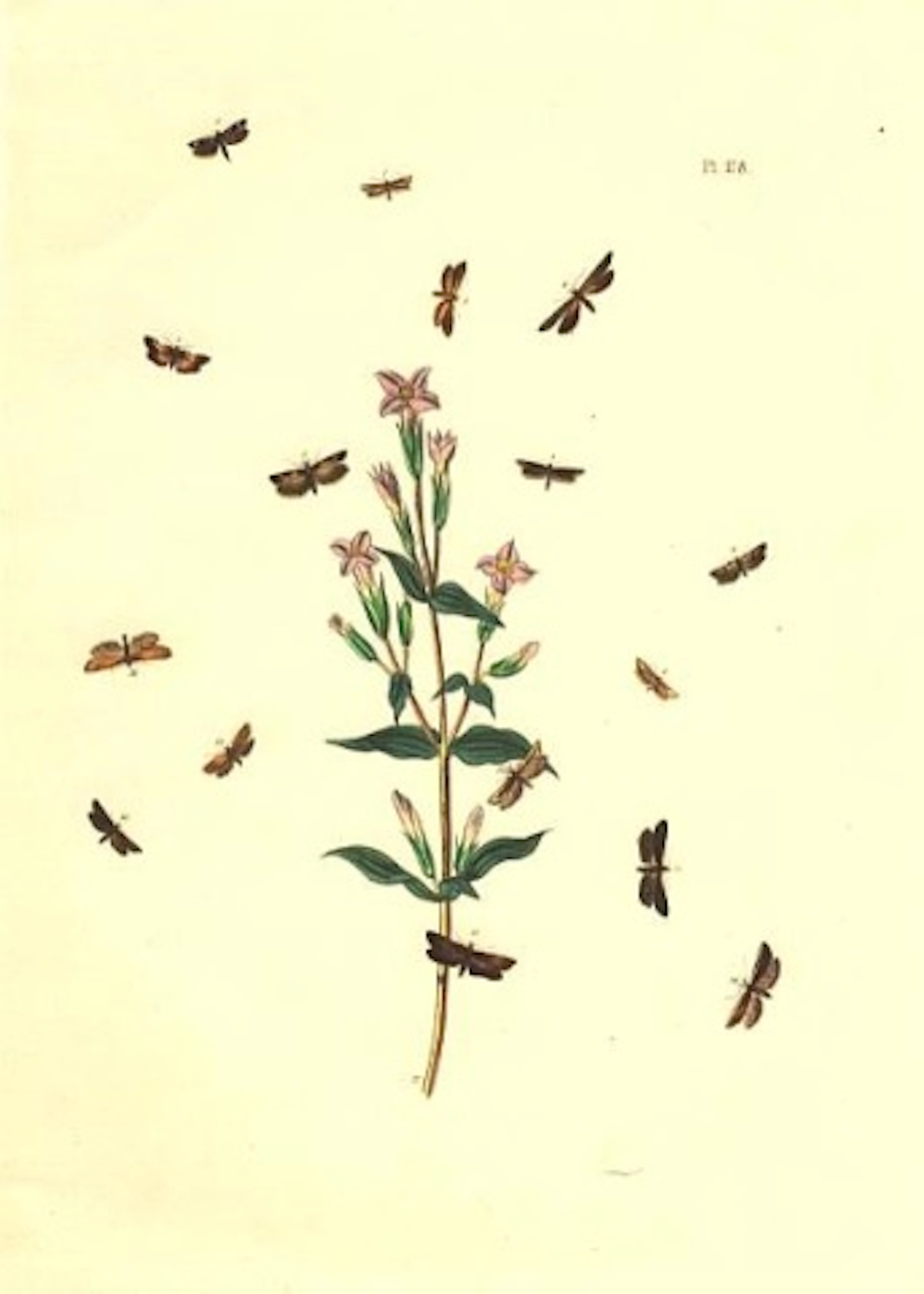 Flowers and Moths Plate 108 1851