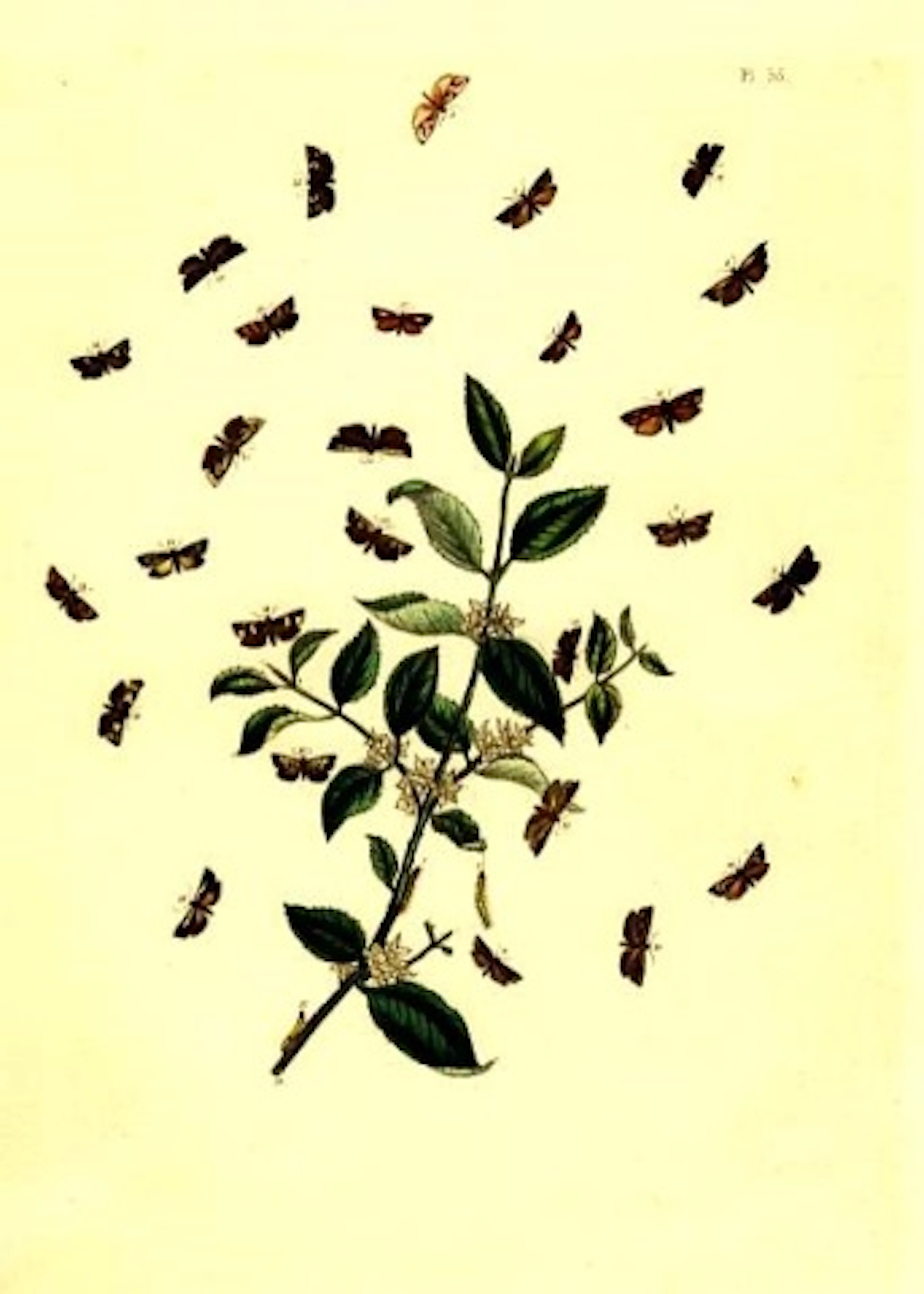 Flowers and Moths Plate 35 1851