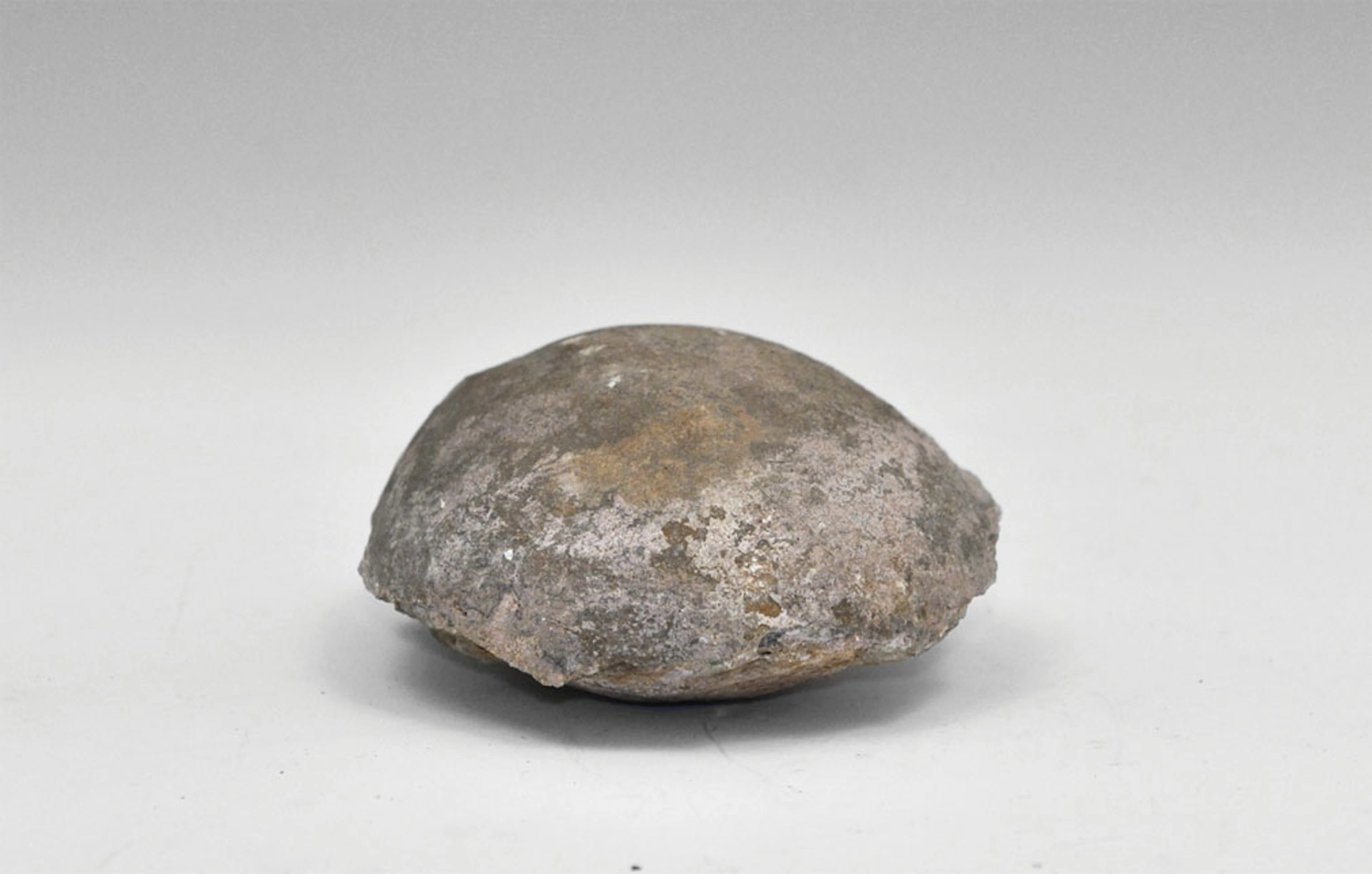 Geological Fossil Sauropod Dinosaur Egg