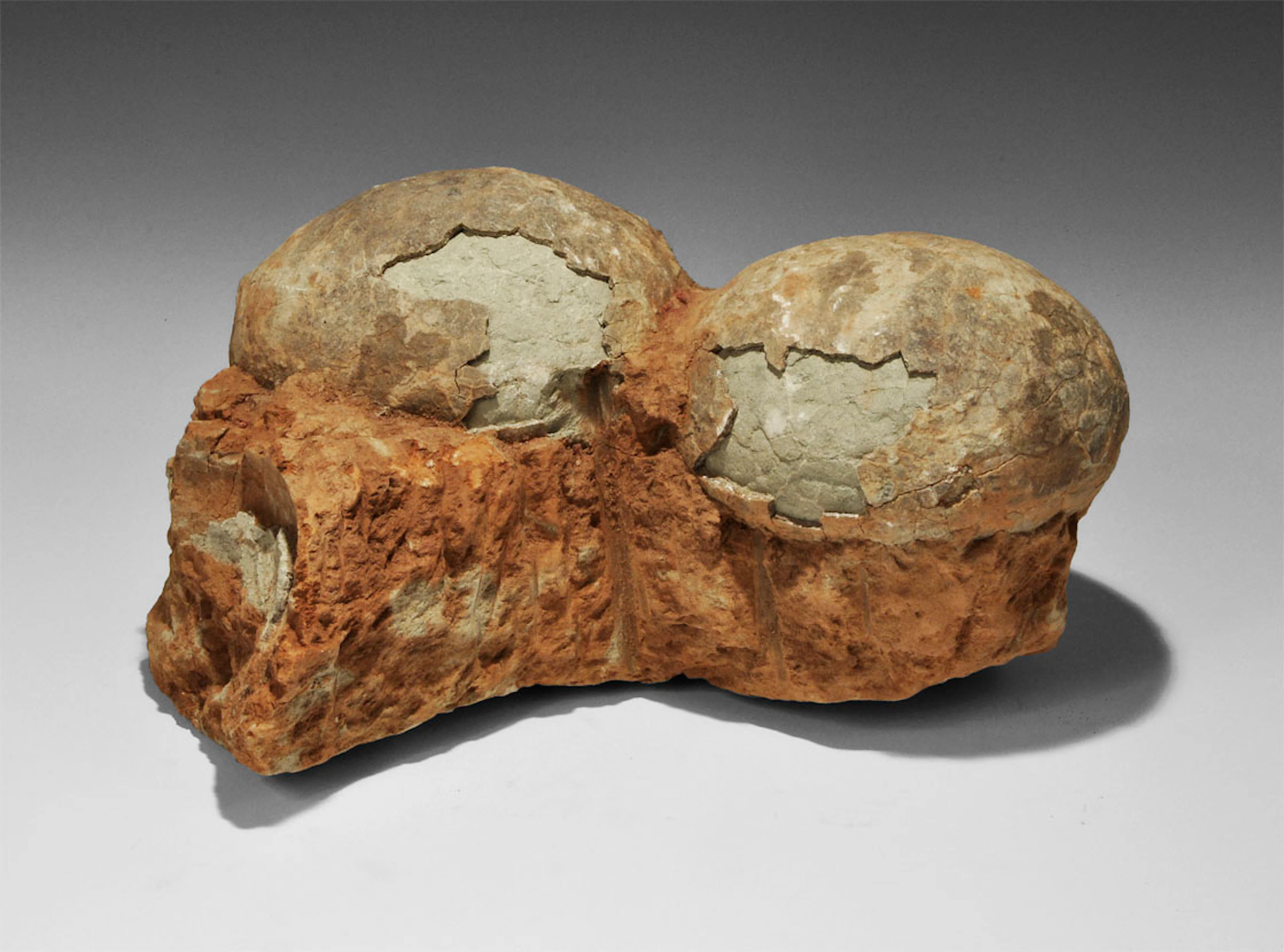 Geological Pair of Hadrosaur Dinosaur Eggs