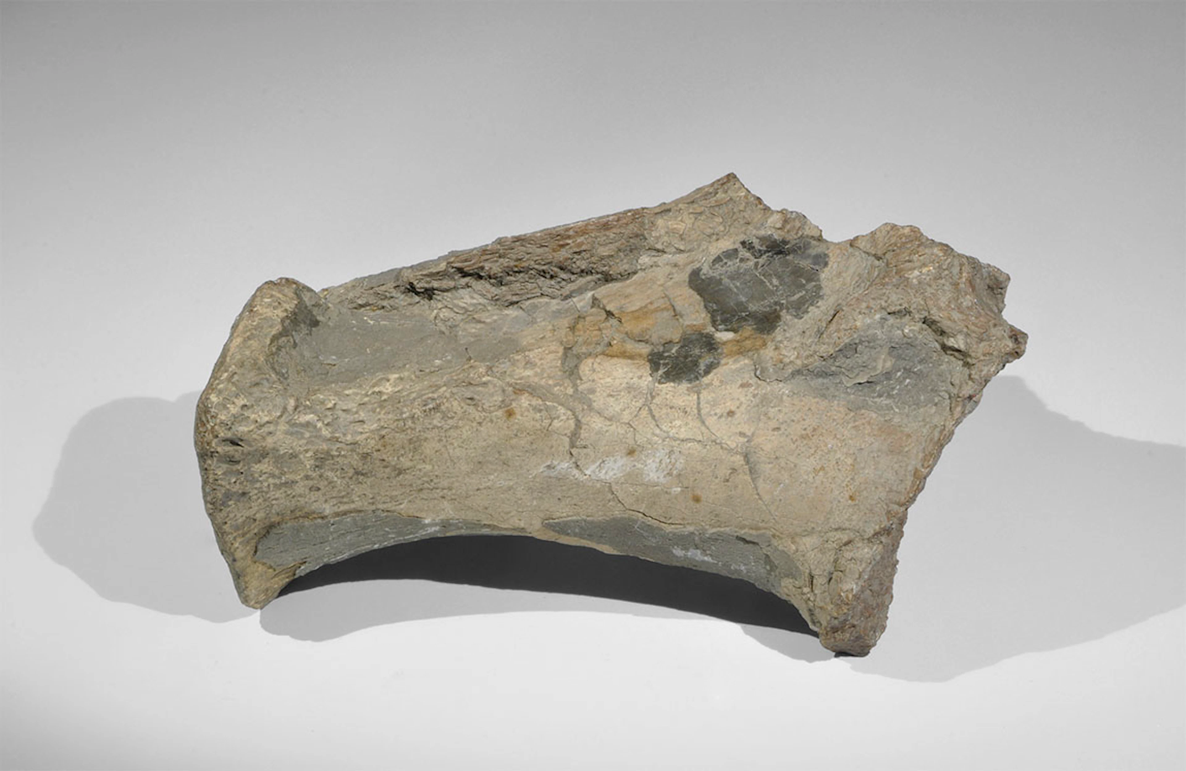 Geological Fossil Steneosaurus Museum Specimen