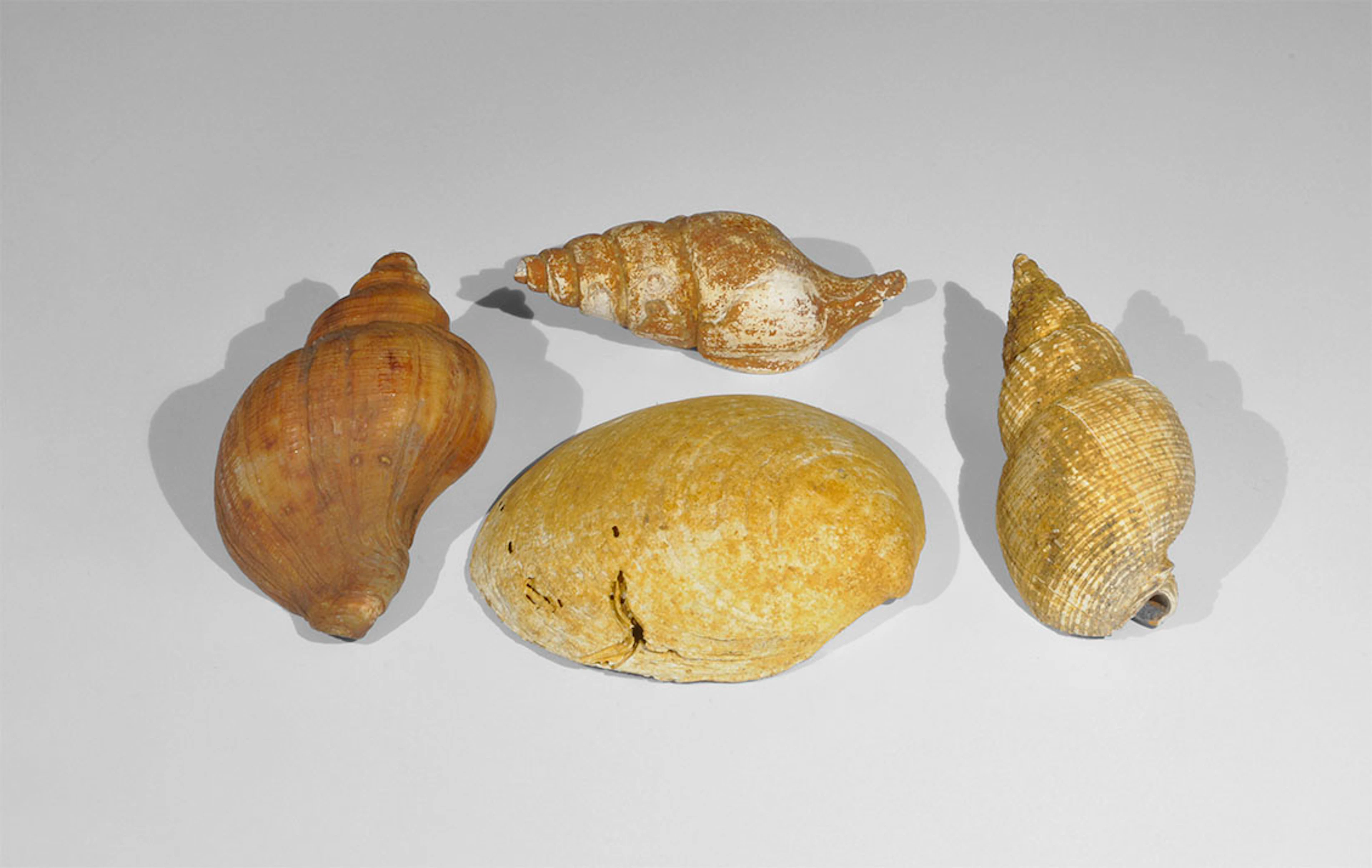 Geological Fossil Gastropod and Pelecypod Specimen Group