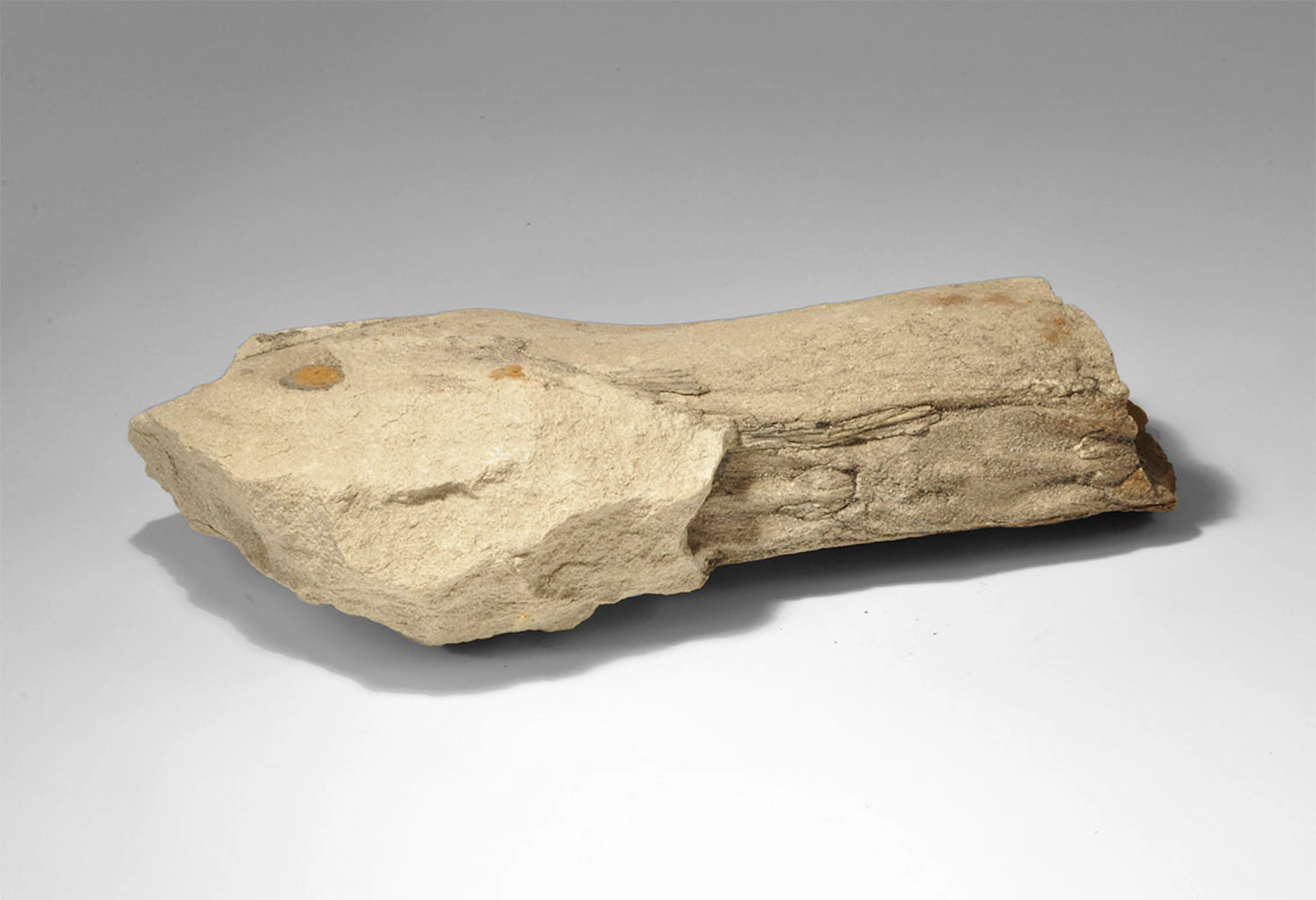 Geological Fossil Palm Wood Specimen