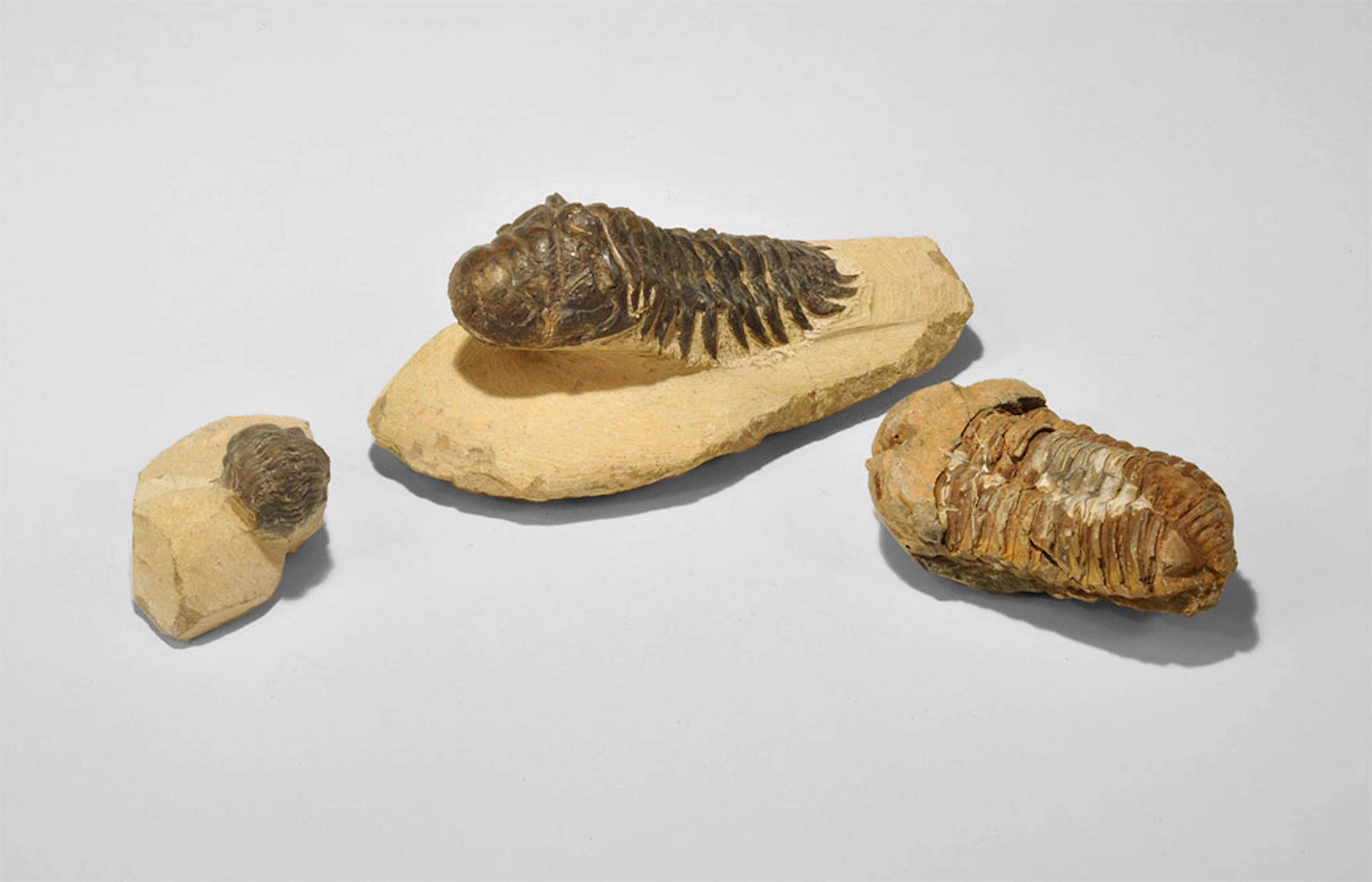 Geological Fossil Trilobite Group