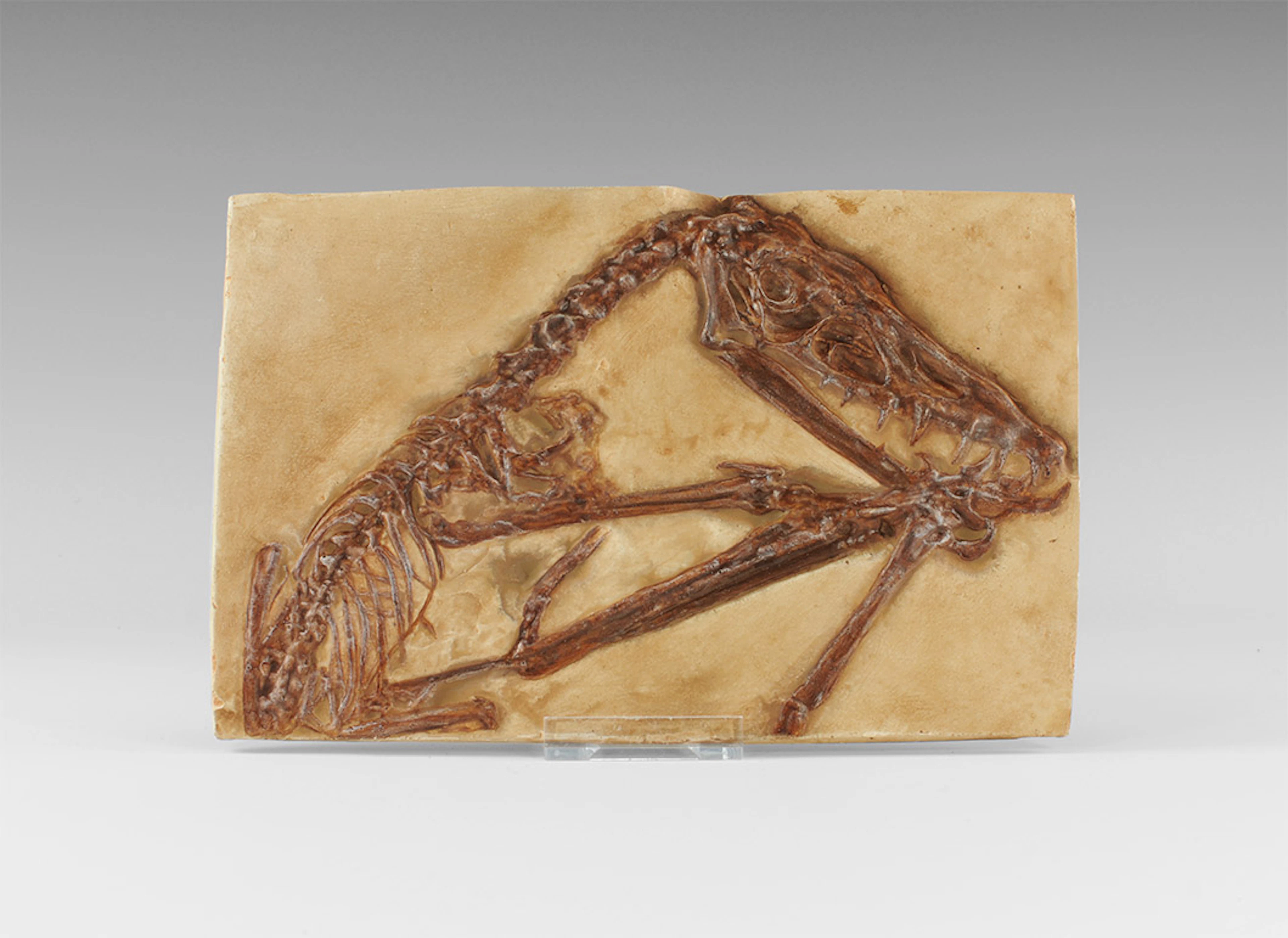 Natural History - Fossil Pterosaur Museum Replica