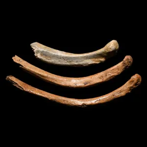 A group of three fossil rib bones from the cave bear Ursus spelaeus ...