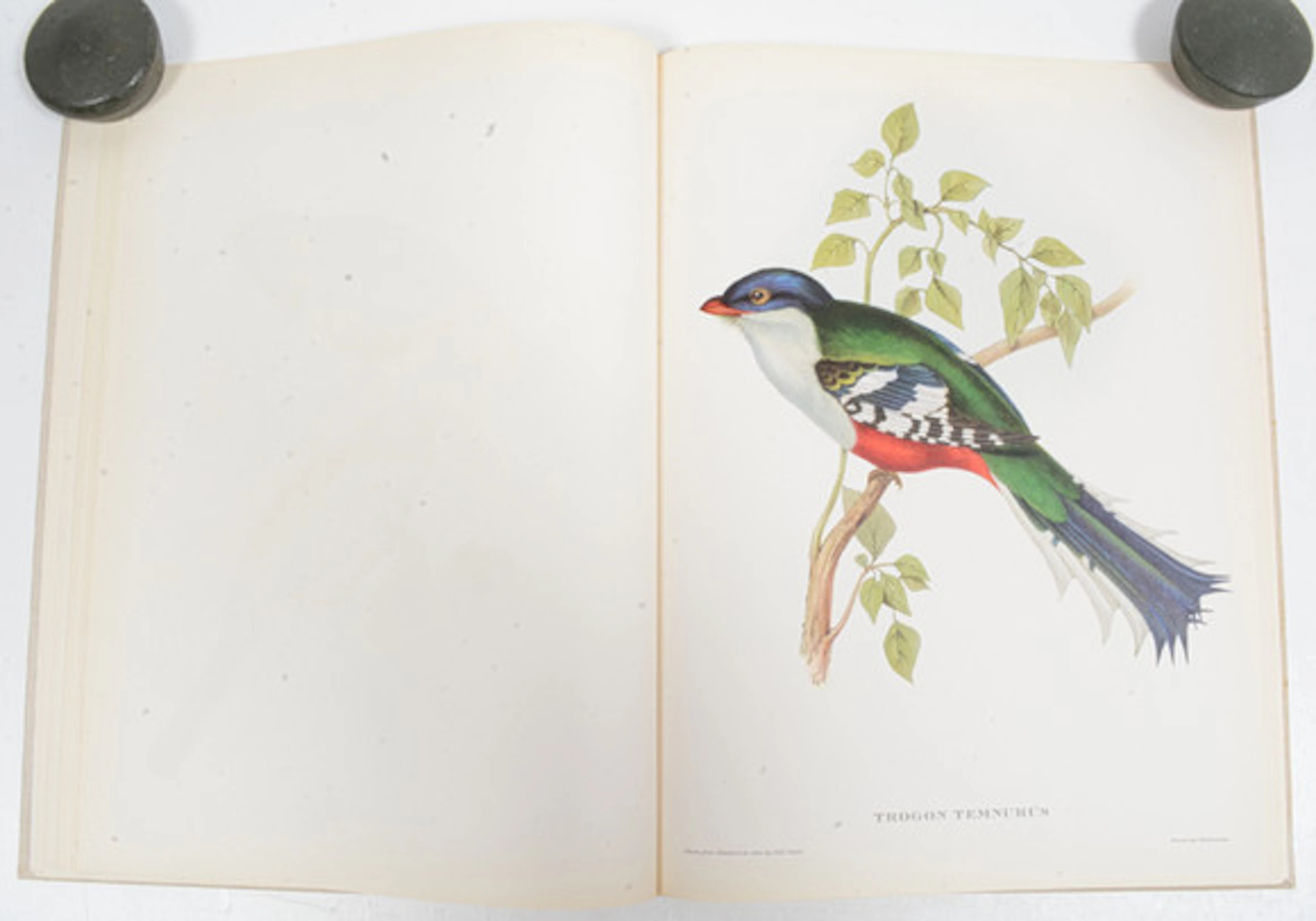GOULD, JOHN. Tropiska fåglar.