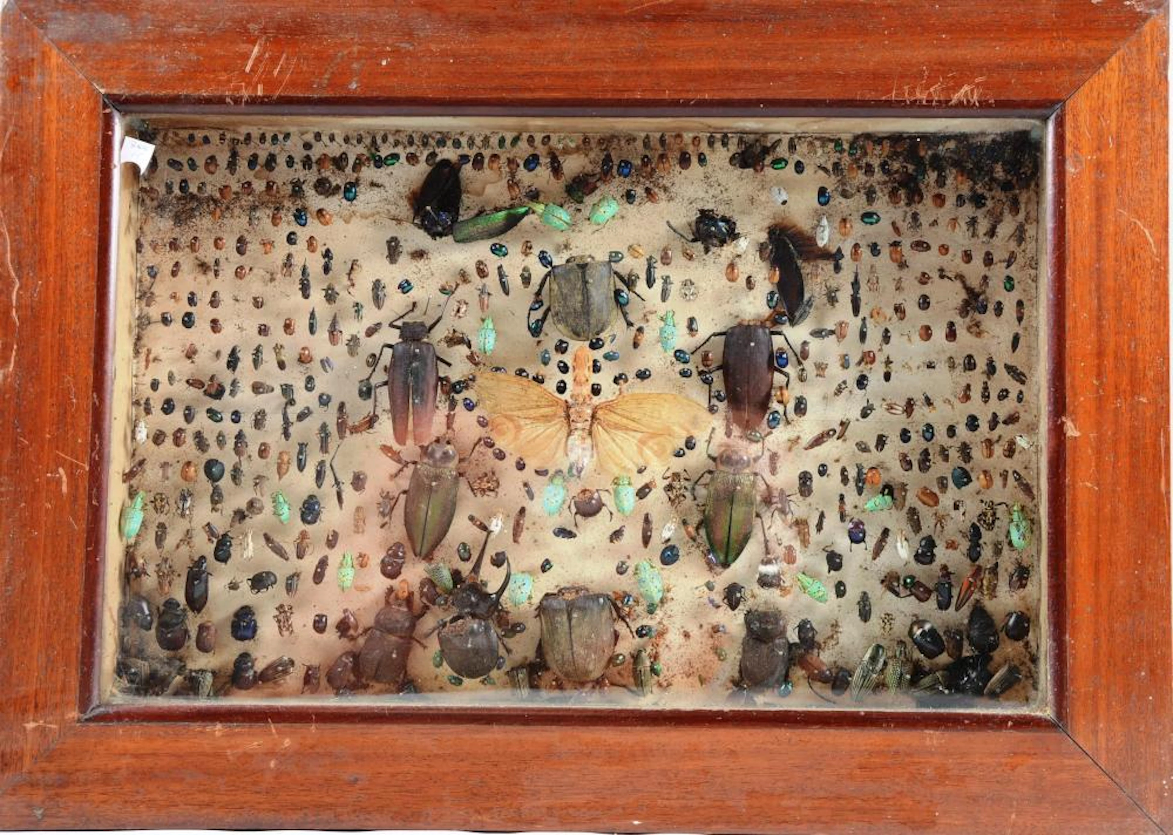Collection d'insectes