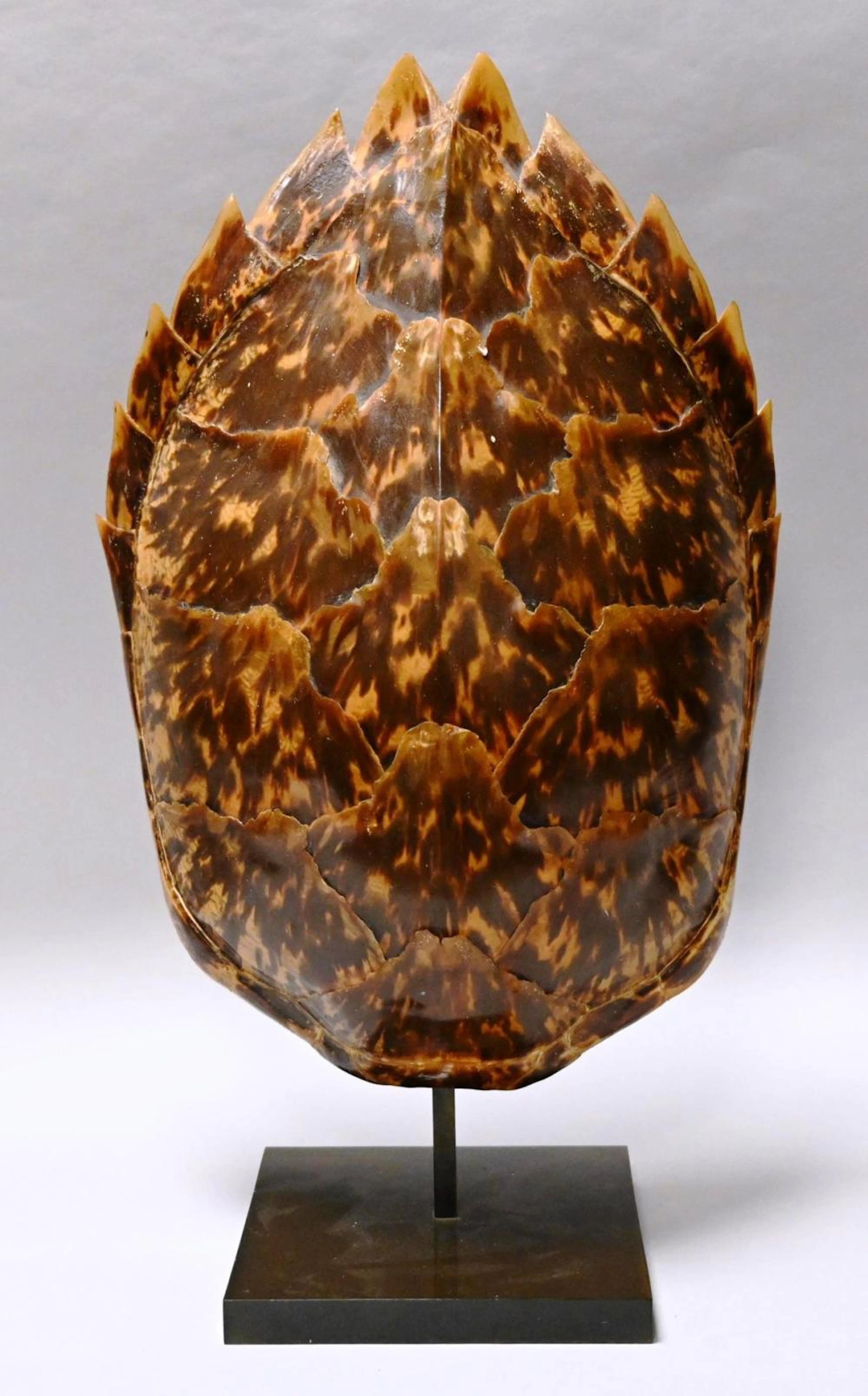 Magnifique carapace de tortue caouanne