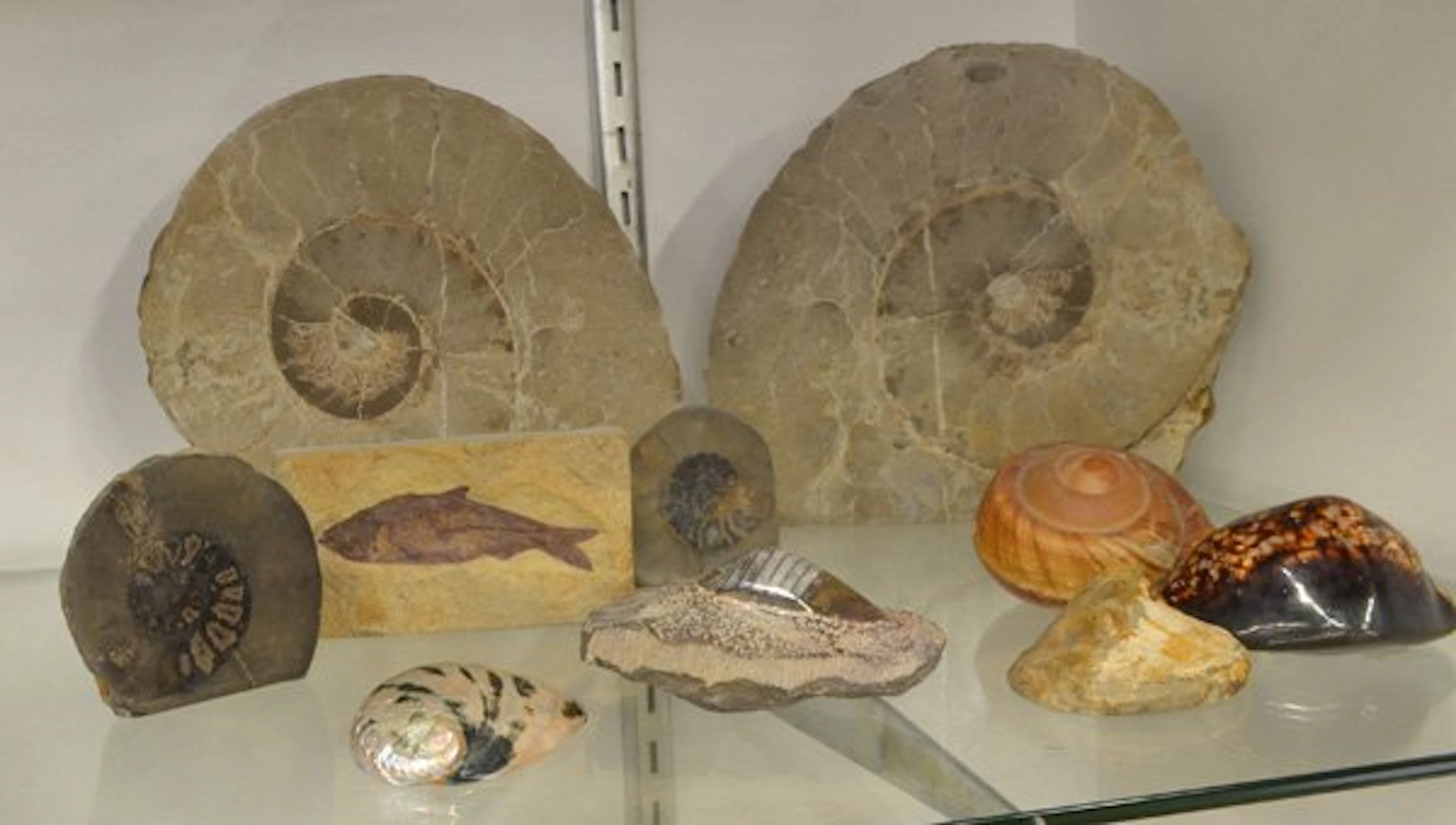 552: Seashells and fossils
