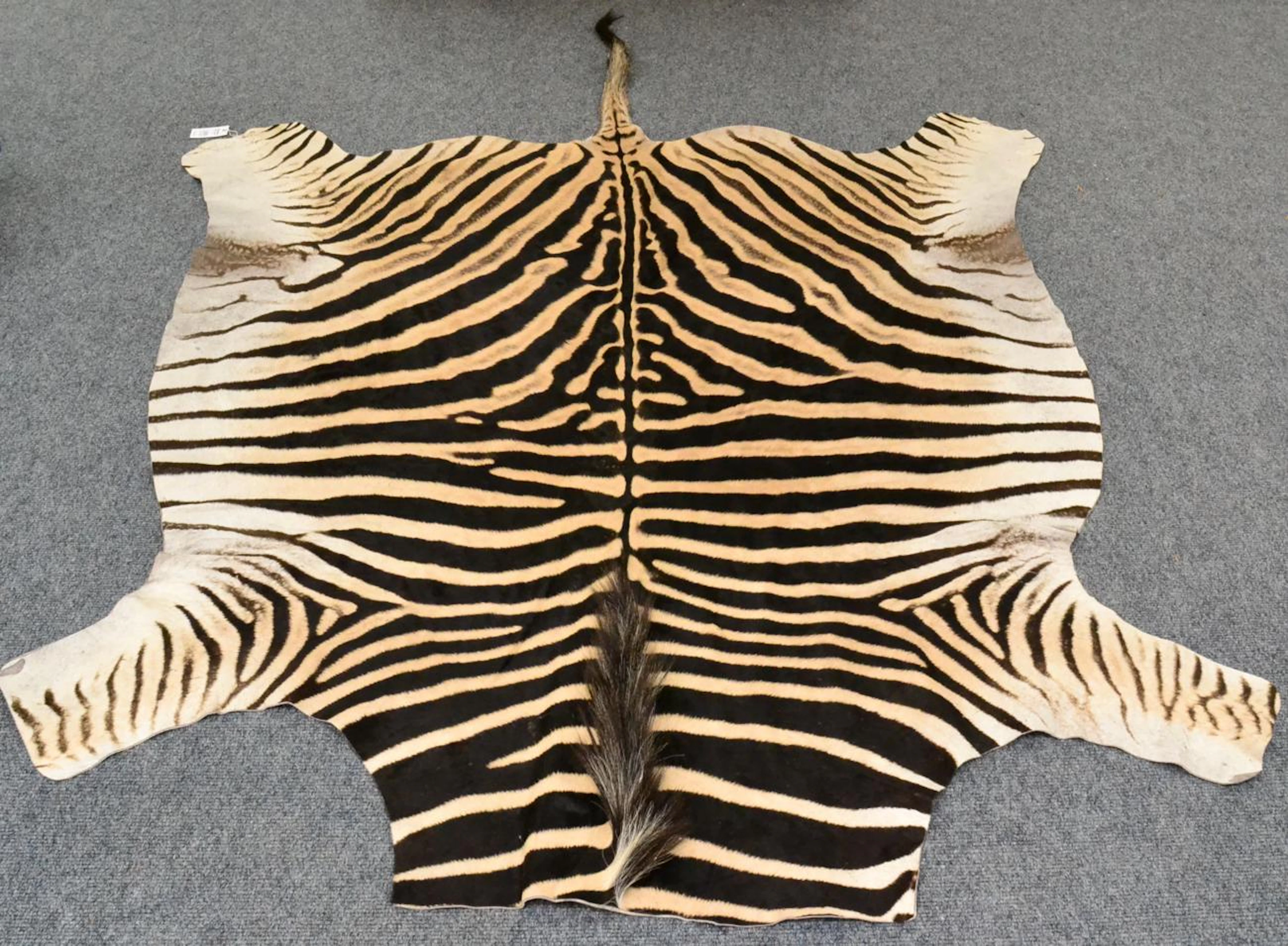 Burchell's Zebra (Equus quagga burchelli)