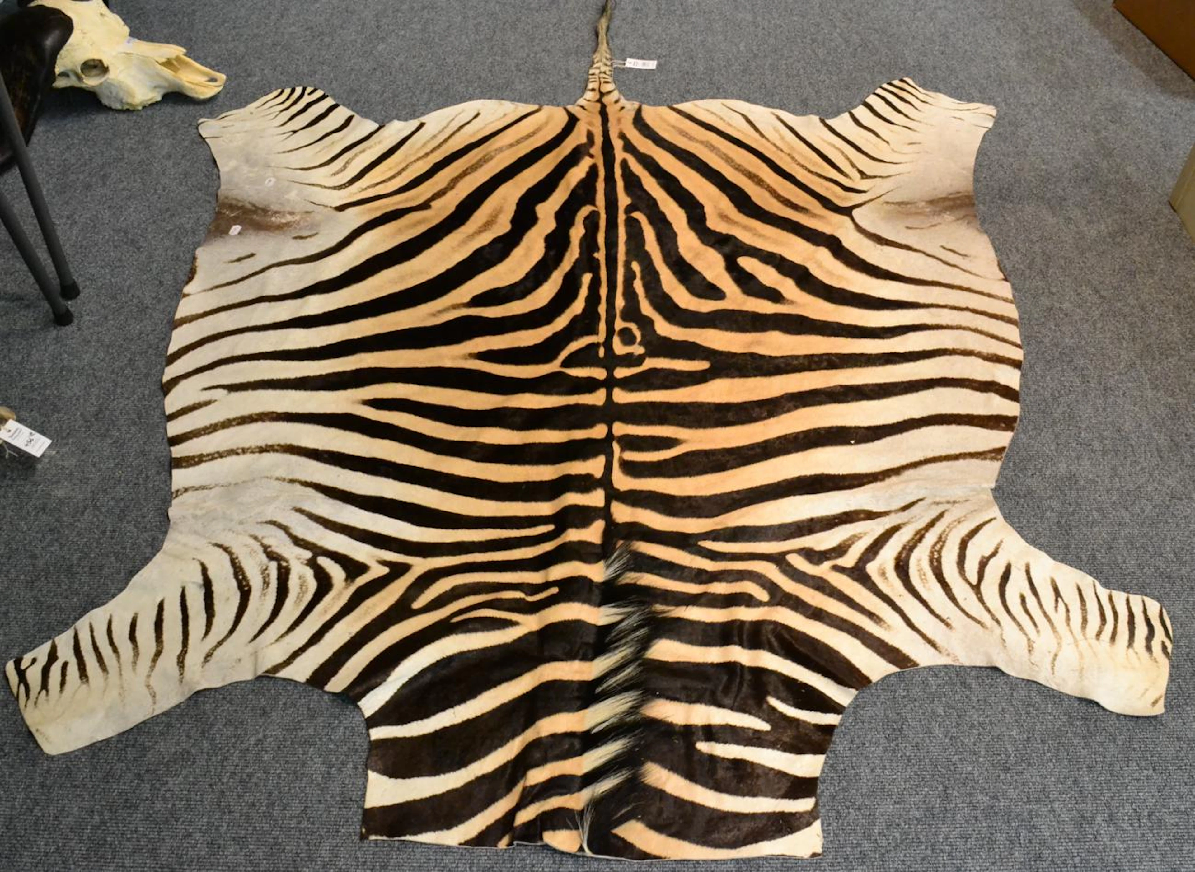 Burchell's Zebra (Equus quagga burchelli)