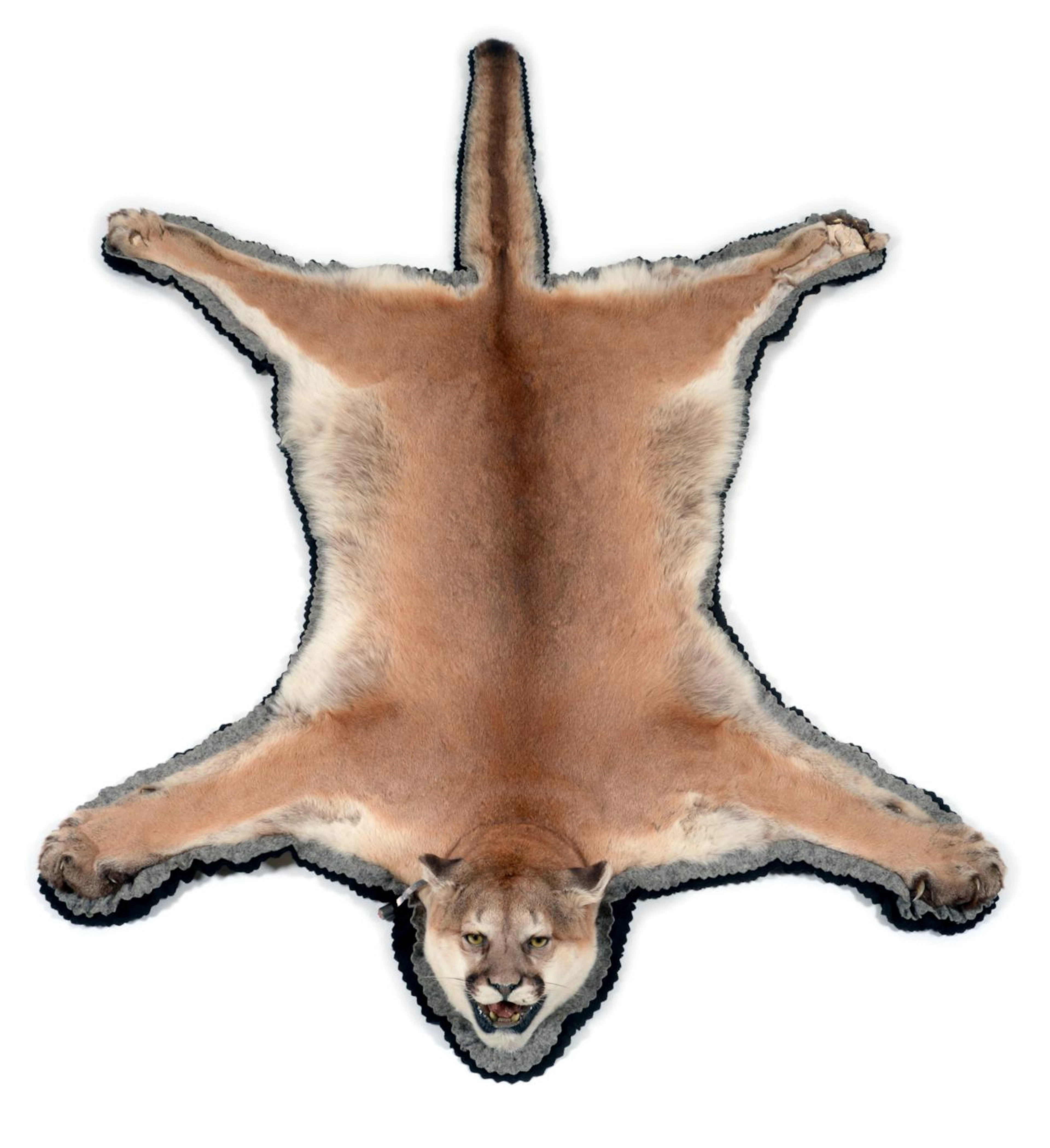 Cougar (Puma concolor)