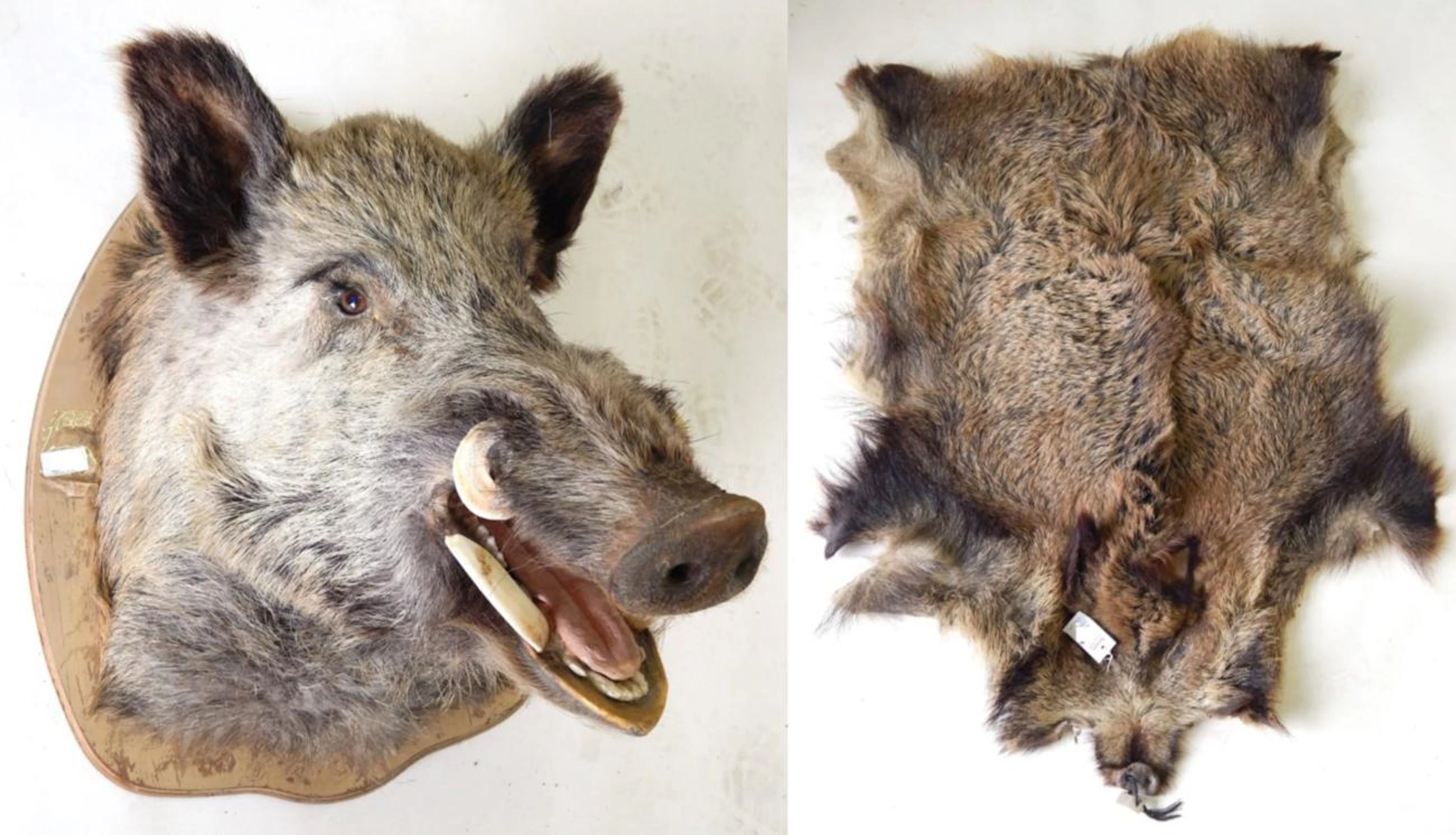 European Wild Boar (Sus scrofa)