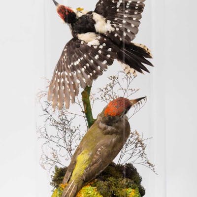 Taxidermy: A Great Spotted Woodpecker & Green Woodpecker, modern
