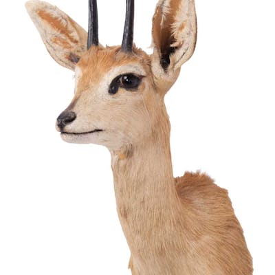 Taxidermy: South African Steenbok (Raphicerus campestris campestris)