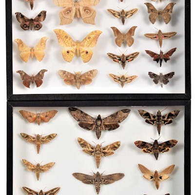Entomology: A Pair of Cased Moth Specimens, modern