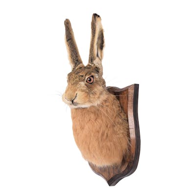 Taxidermy: A European Hare Mask (Lepus europaeus), modern, (Lepus ...
