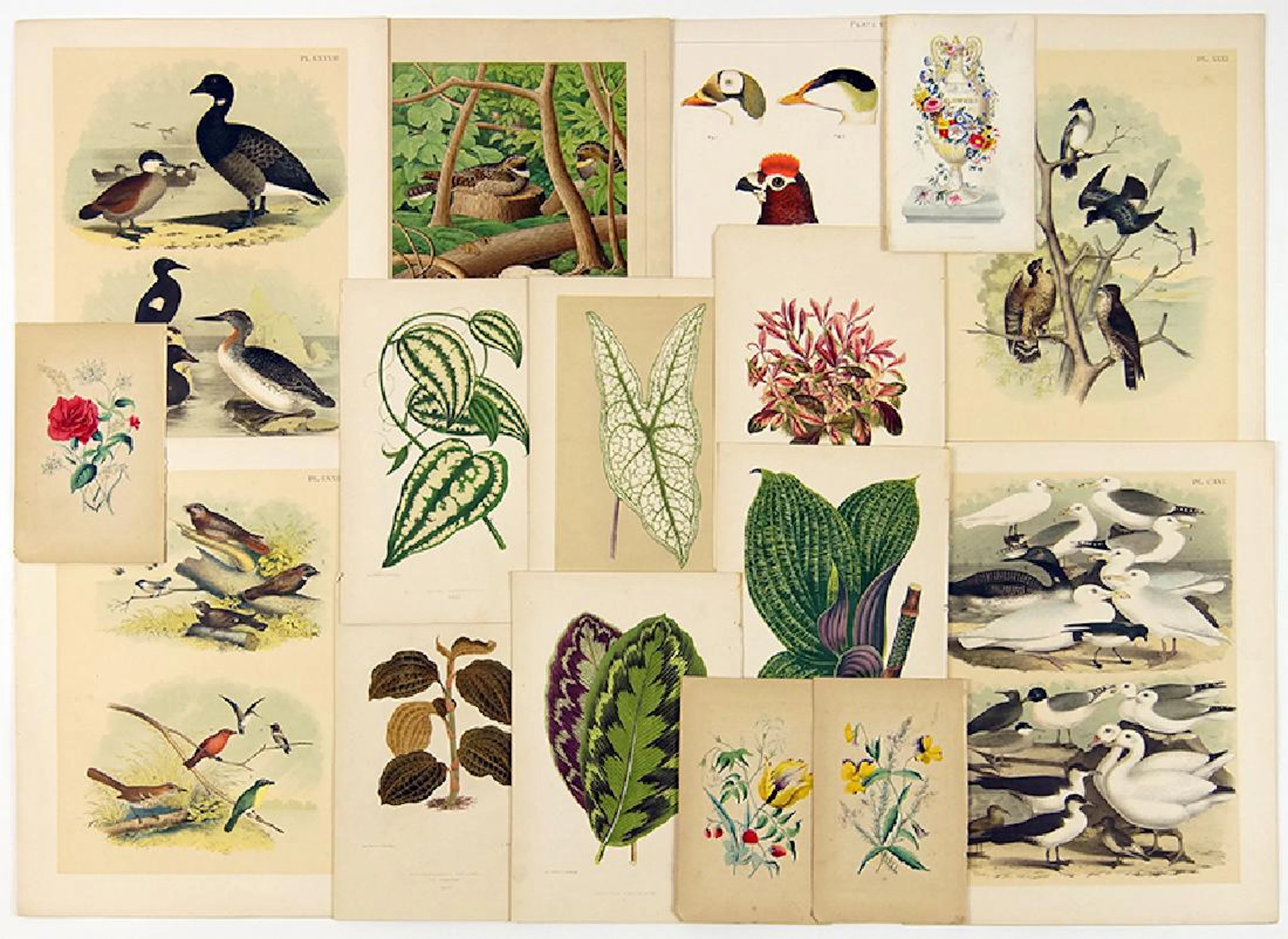 A Collection of Botanical and Bird Prints.
