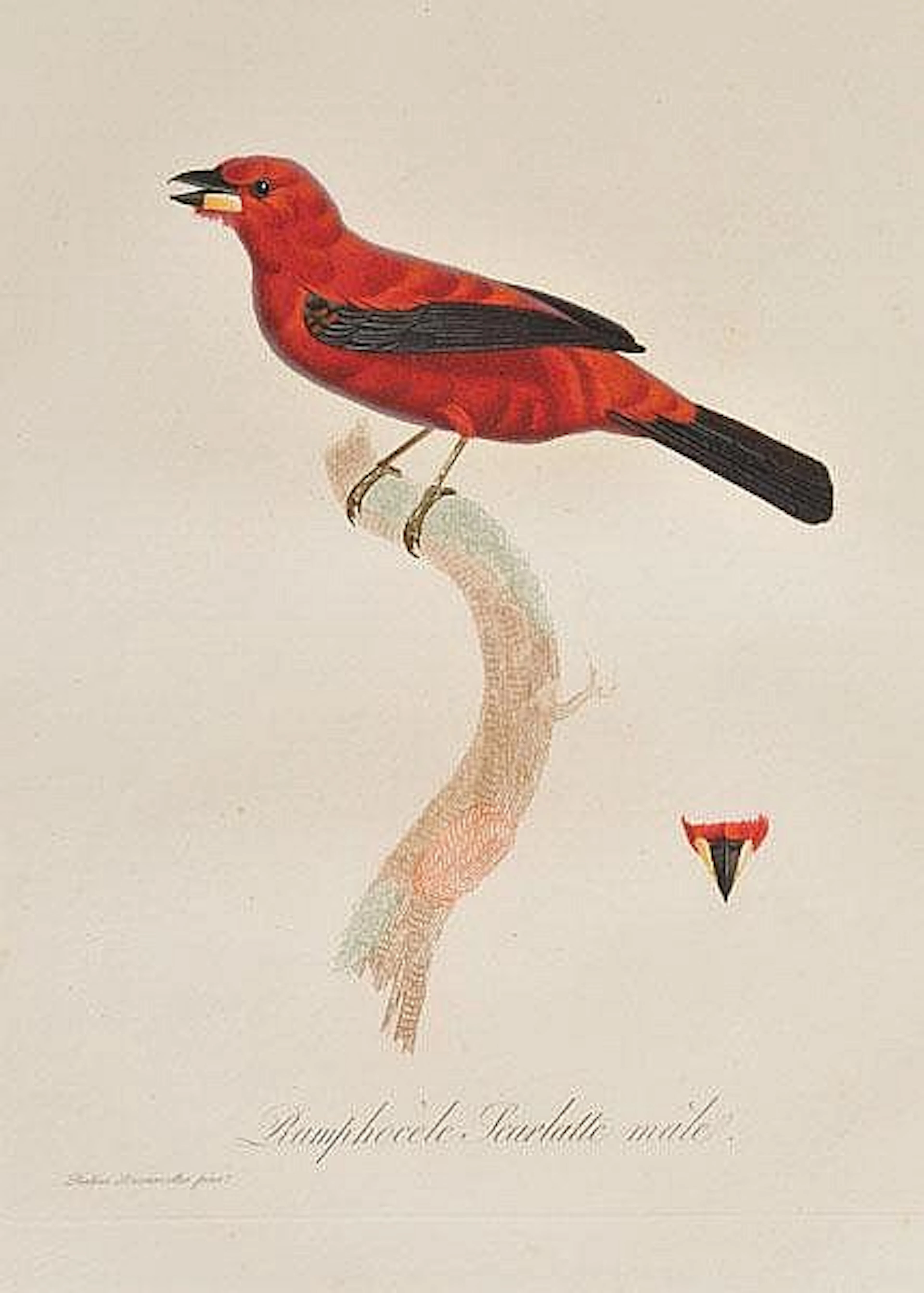 Desmarest (Anselme-Gaëtan). Histoire Naturelle des