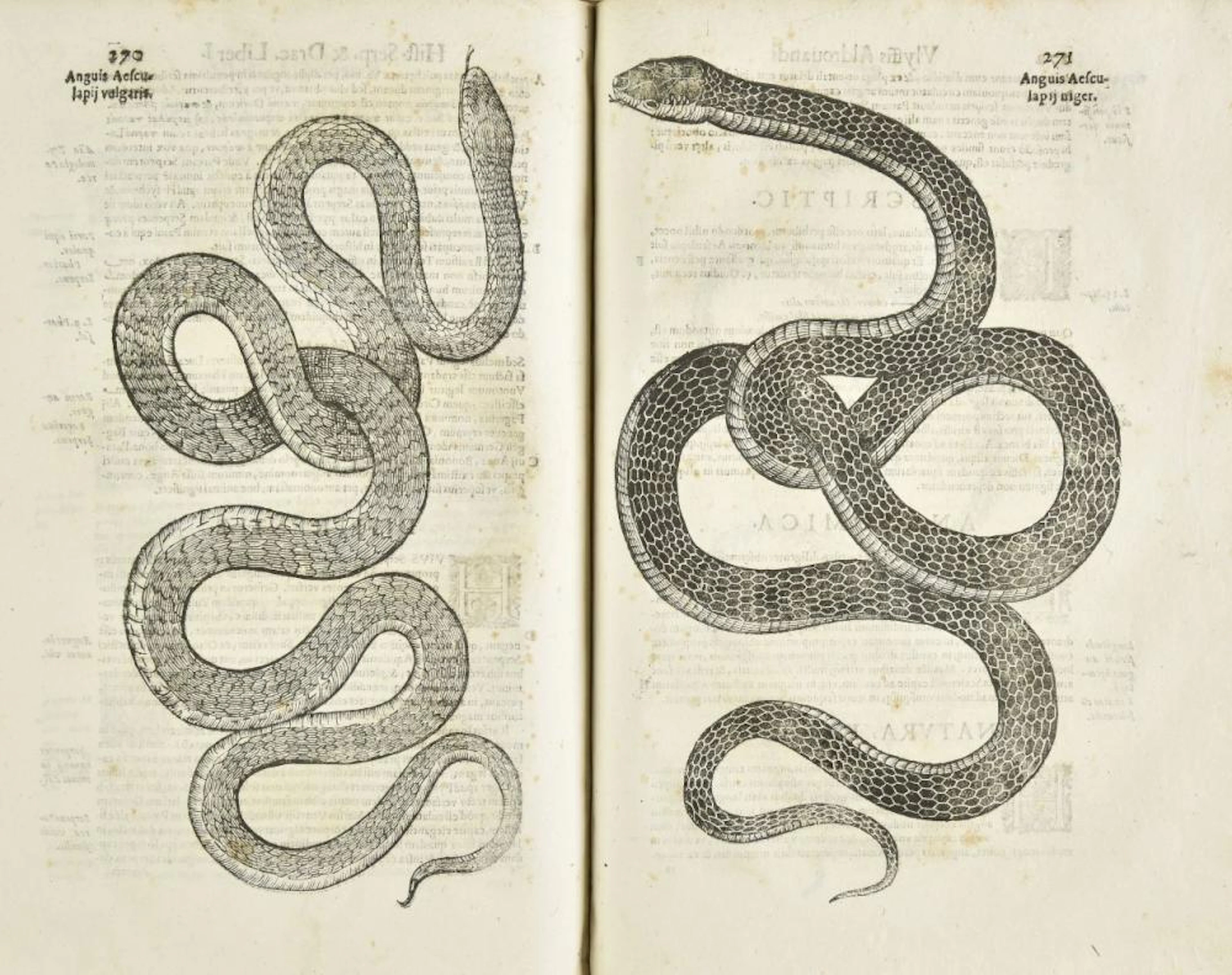 Aldrovandi (Ulisse)