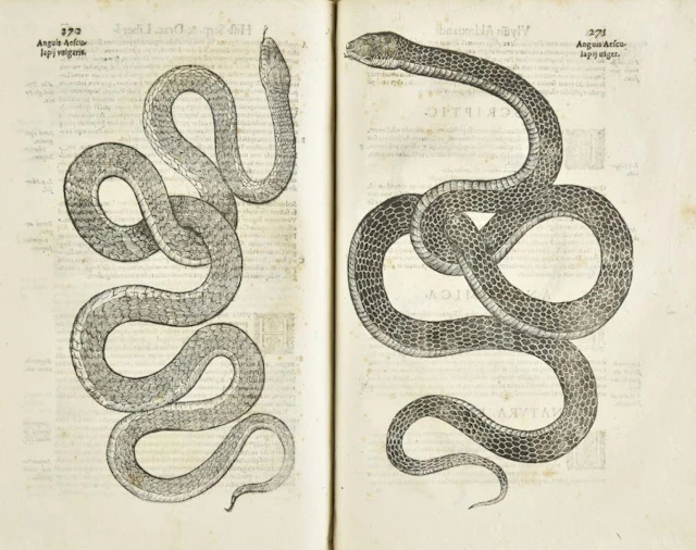 Aldrovandi (Ulisse)