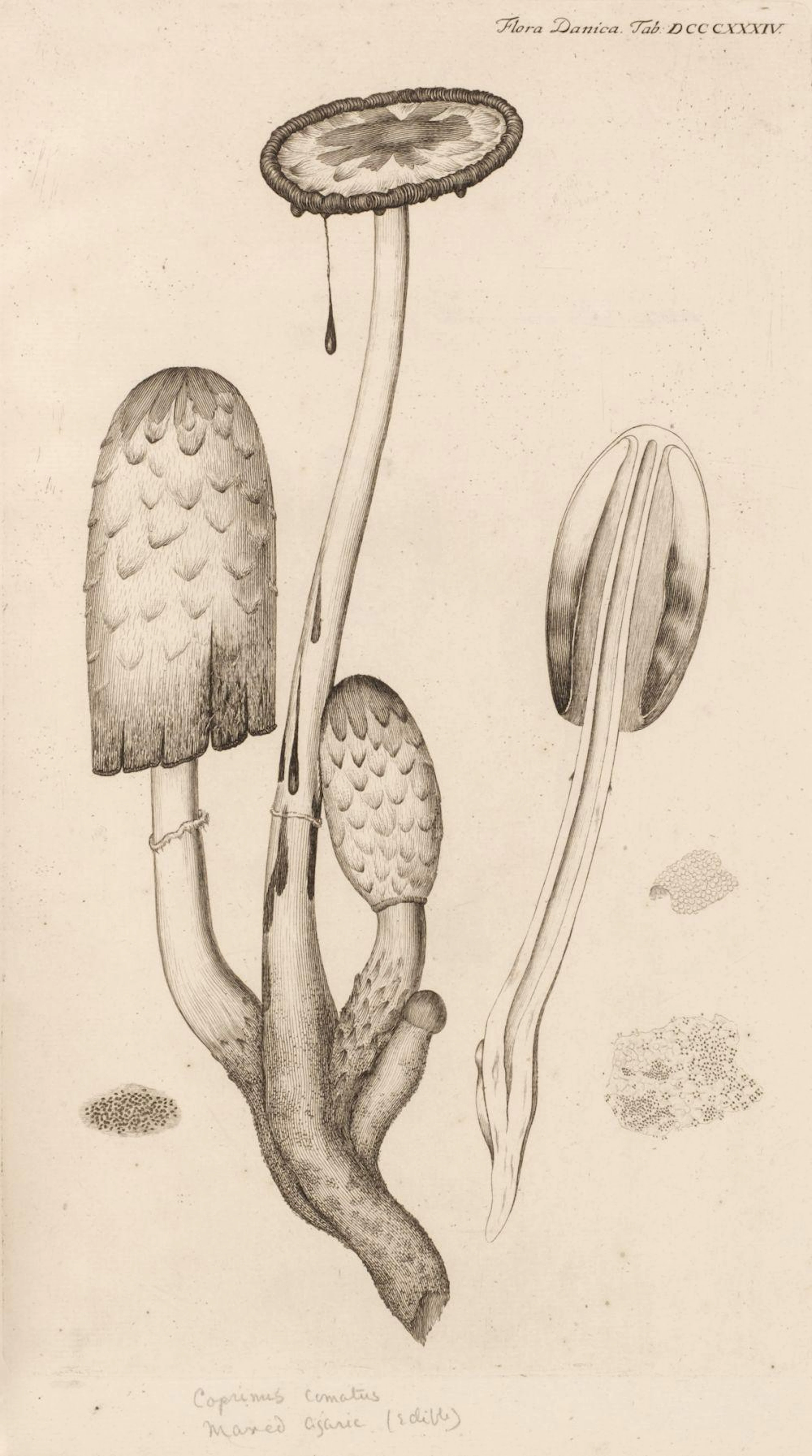 Flora Danica, fascicules 1-4 and 6-16, 1761-87, with 900 plates