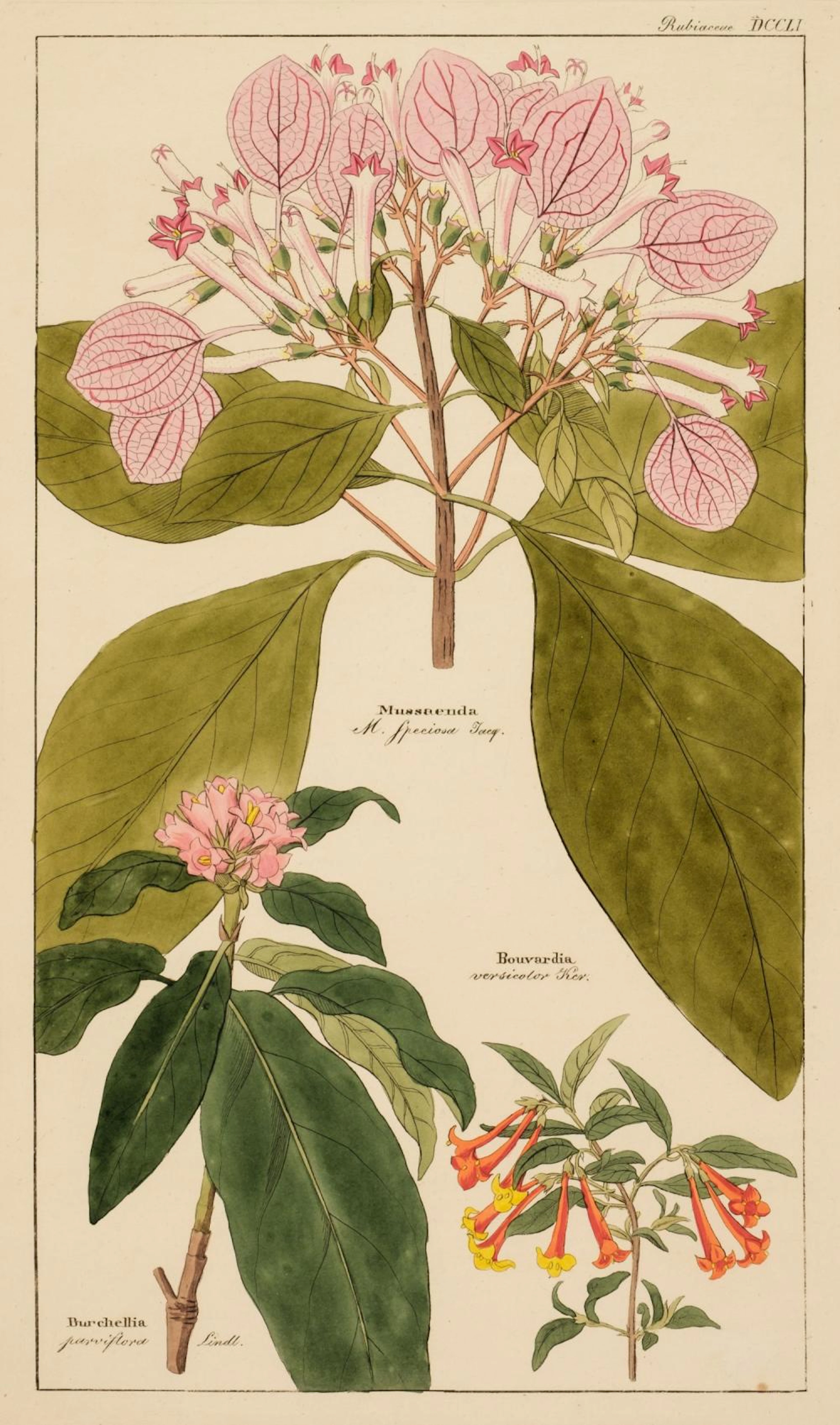 * Natural History. Approximately 155 prints & engravings, 18th & 19th century