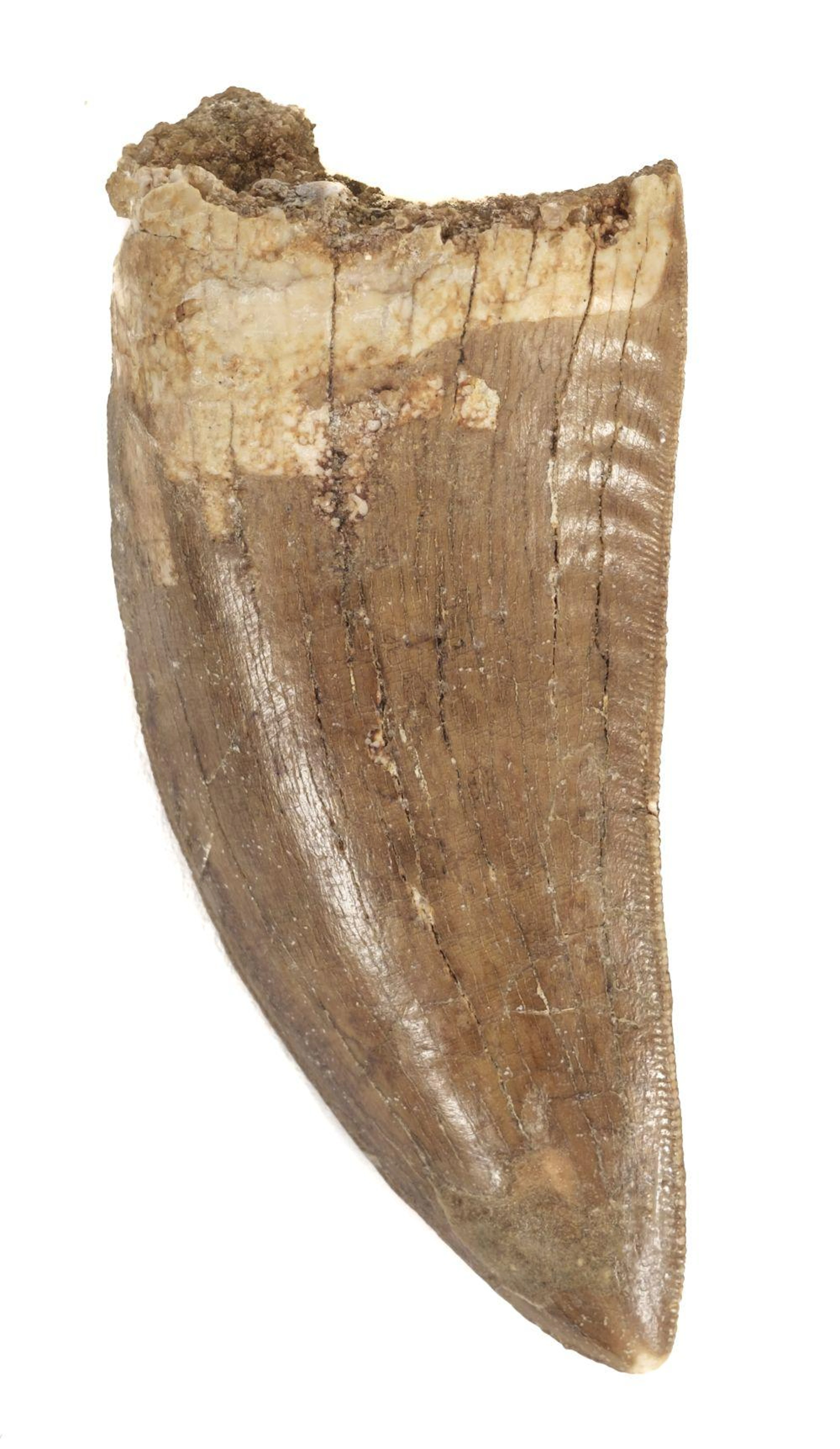 * Tyrannosaurus Tooth.