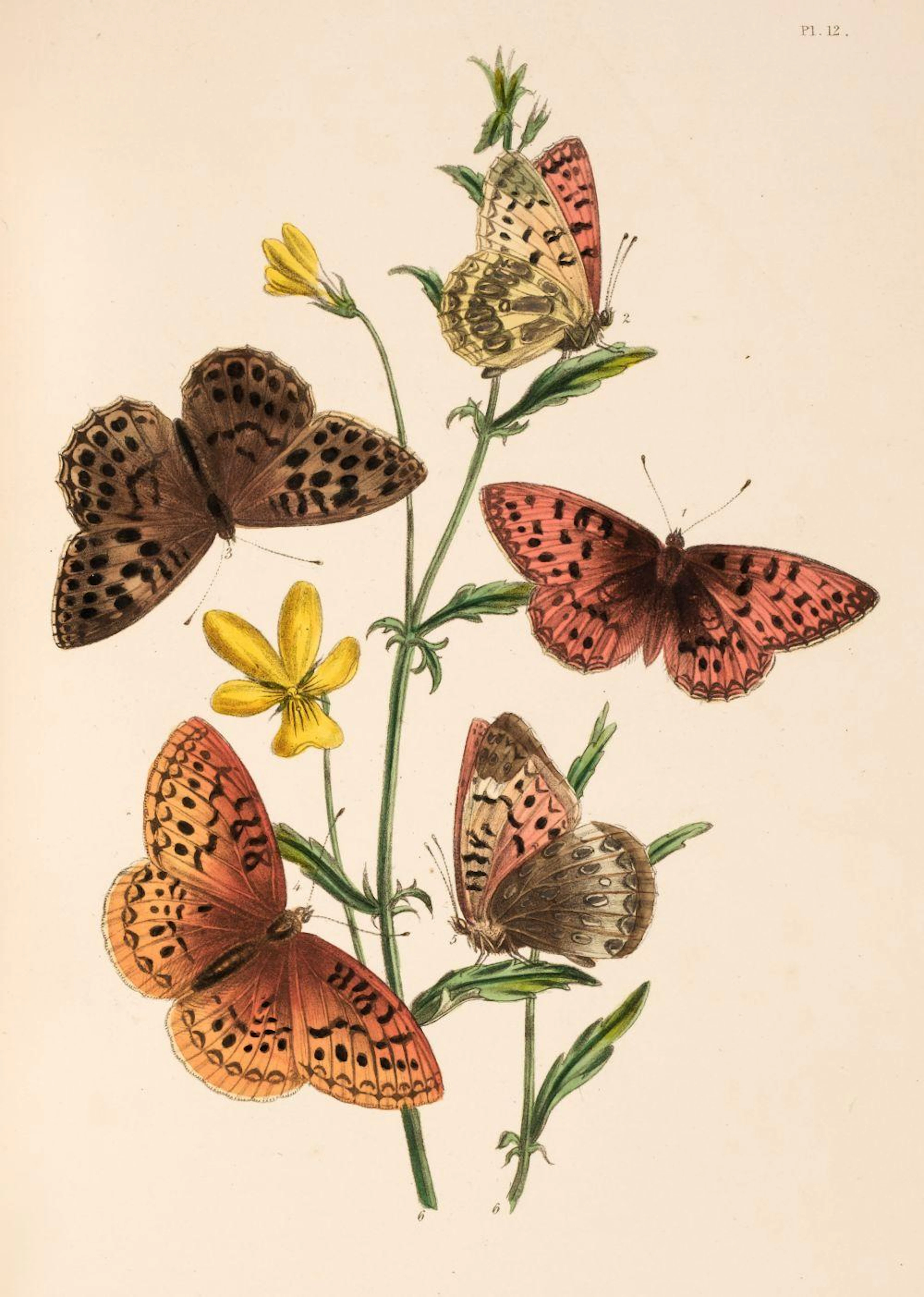 Humphreys (Henry Noel & John Obadiah Westwood). British Butterflies, 1841