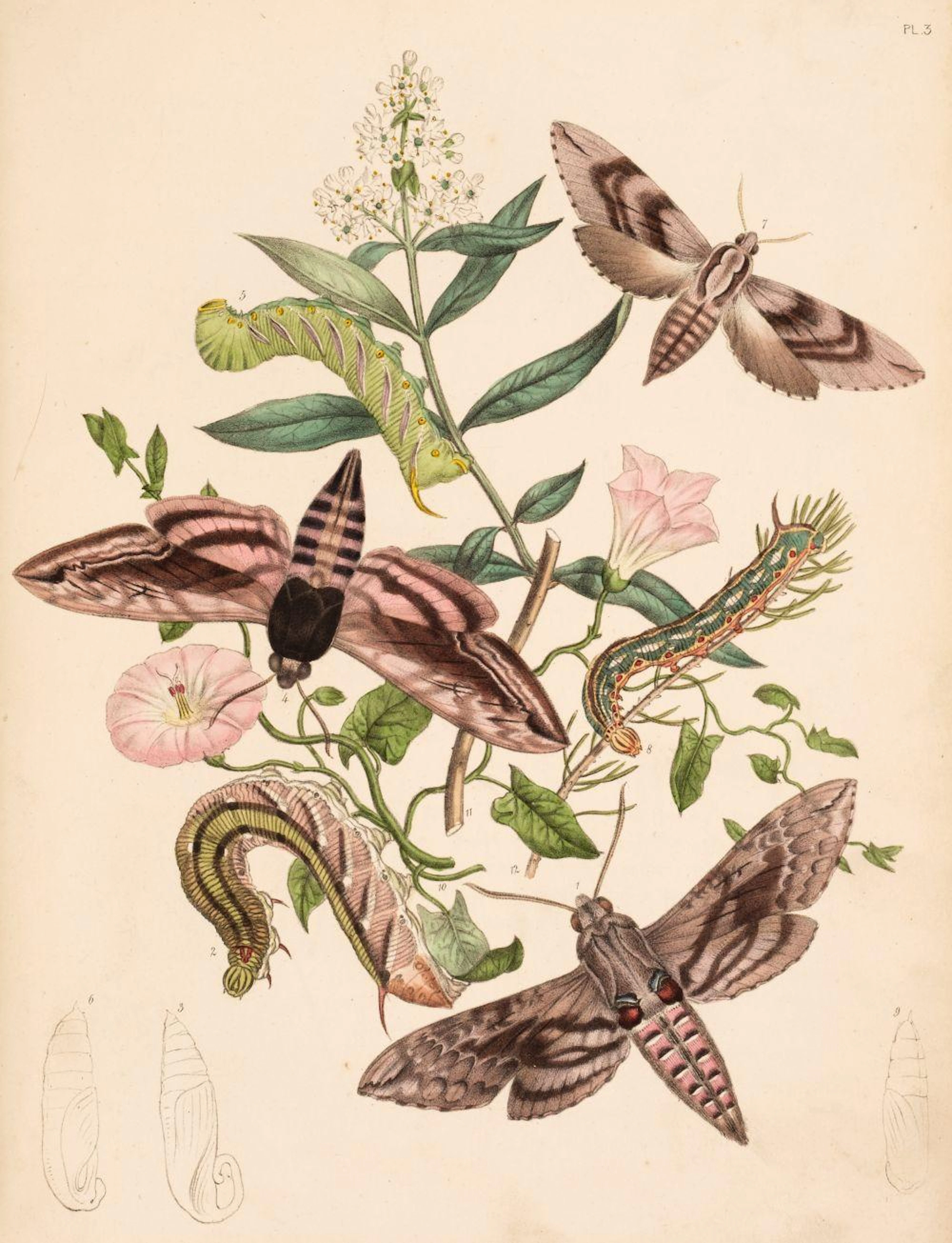 Humphreys (Henry Noel & John Obadiah Westwood) British Moths, 2 volumes 1843-45