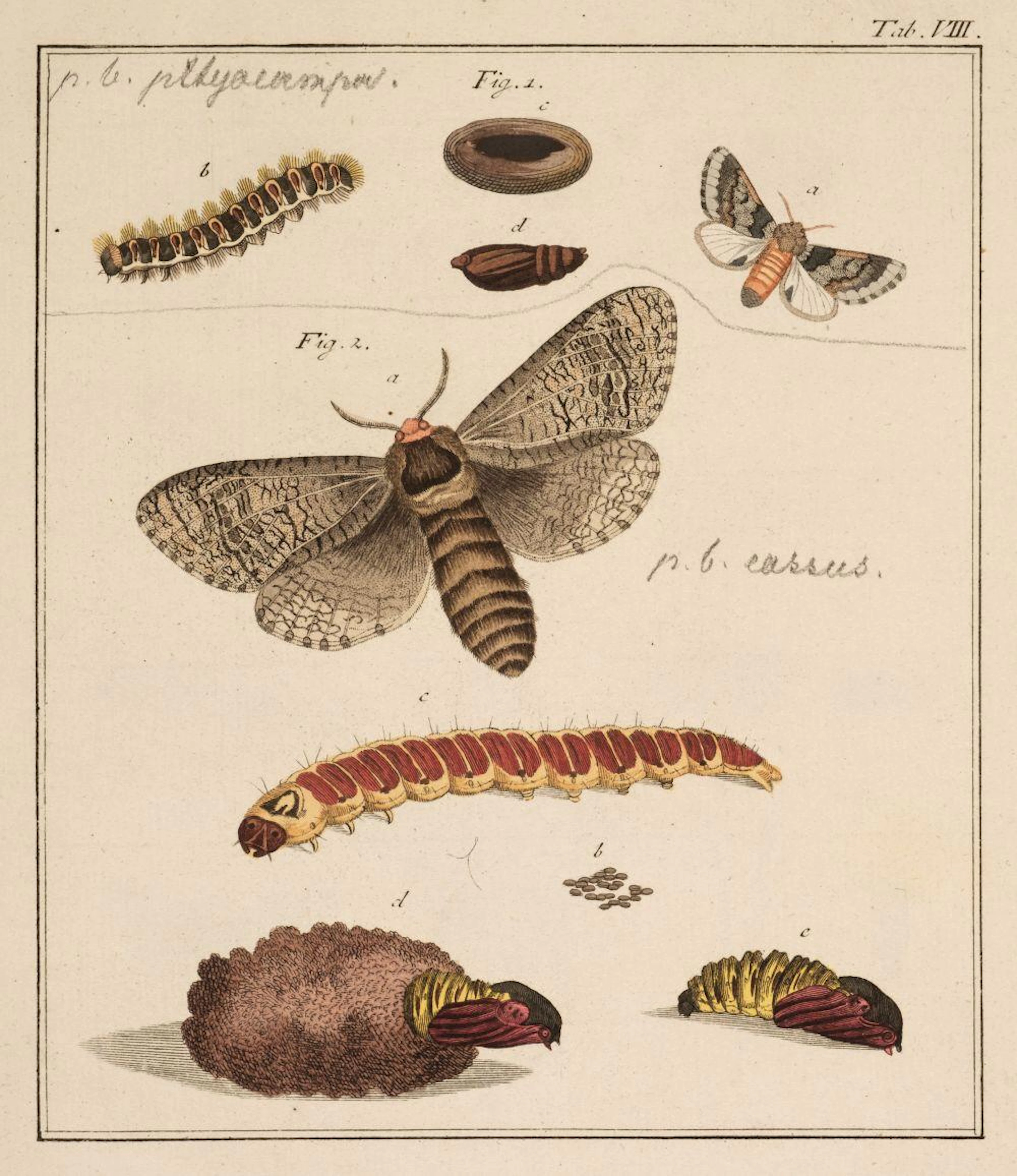 Bechstein (Johan Matthaus & Georg Ludwig Scharfenberg).Vollstandige