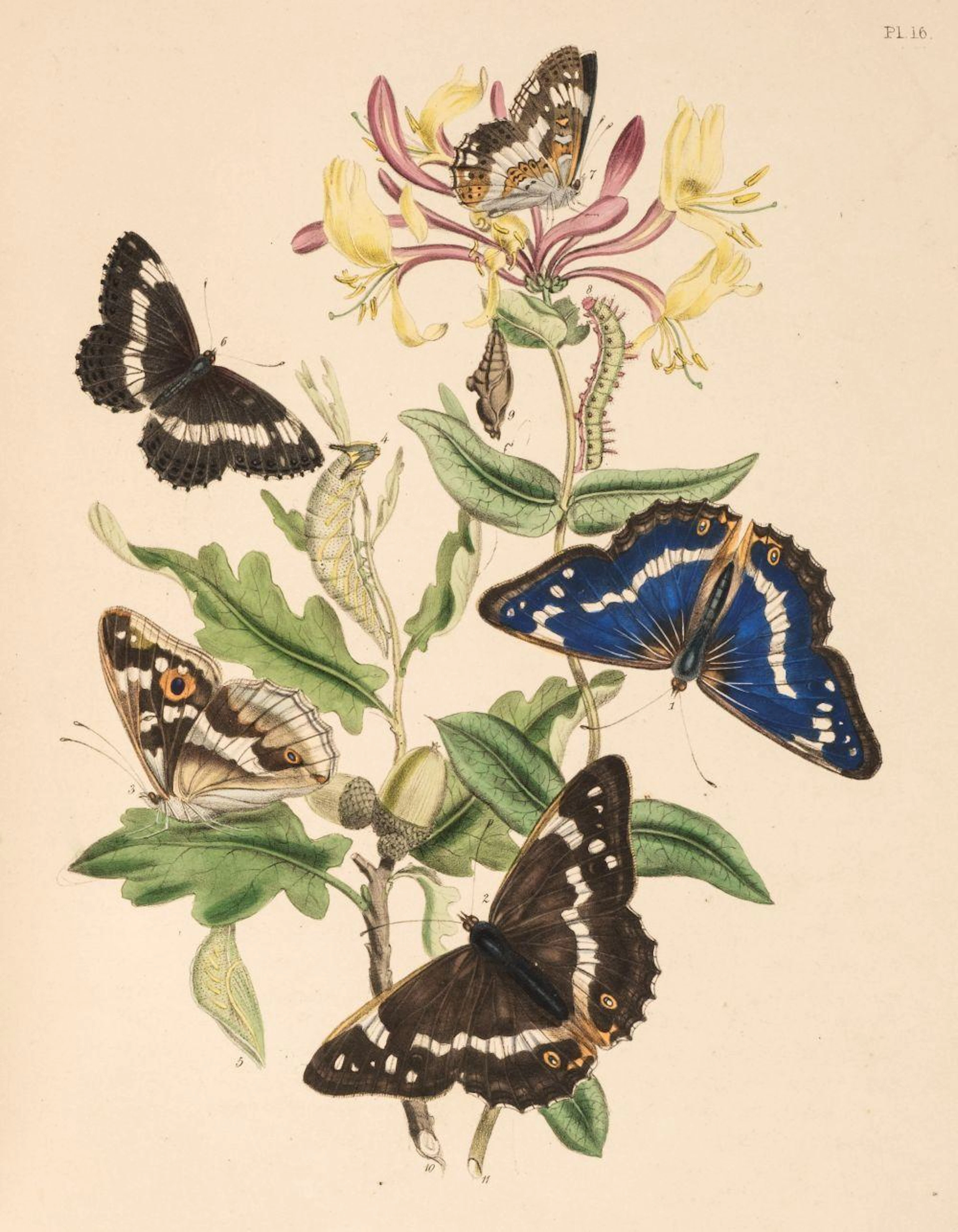 Humphreys (Henry Noel & John Obadiah Westwood), British Butterflies, 1841
