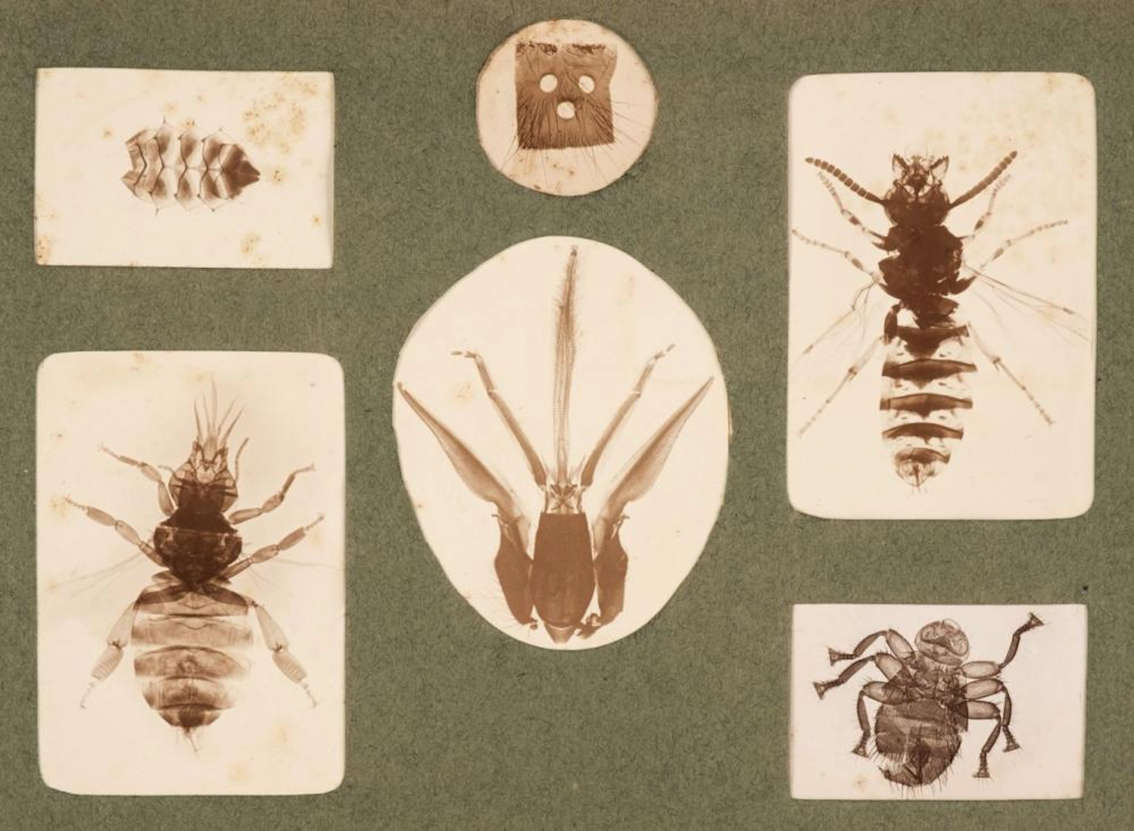 Microphotographs. A small archive of microphotographs, mostly 1930s