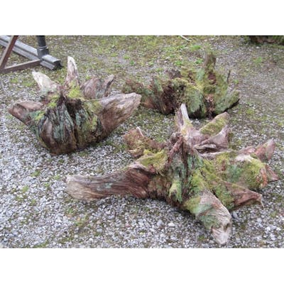 Three unearthed weathered tree stump roots of varying organi... | Barnebys
